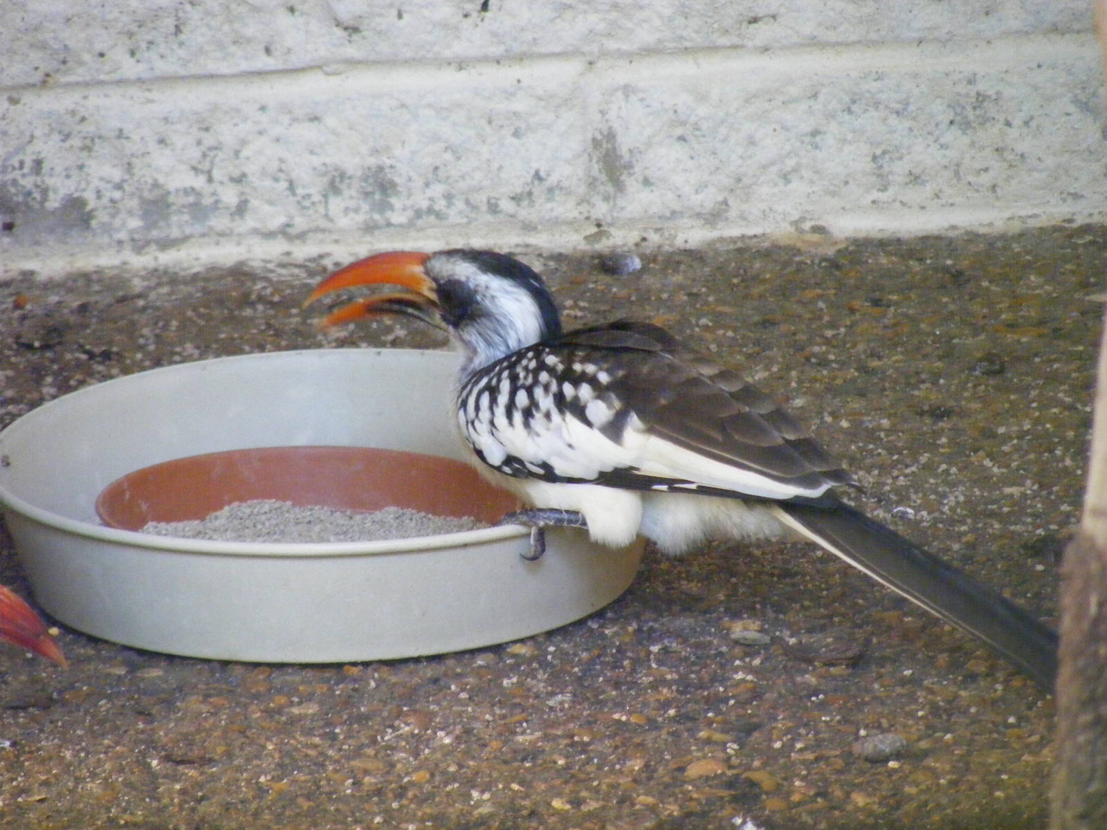 Red-billed hornbill at Paultons Park, 2 October 2011