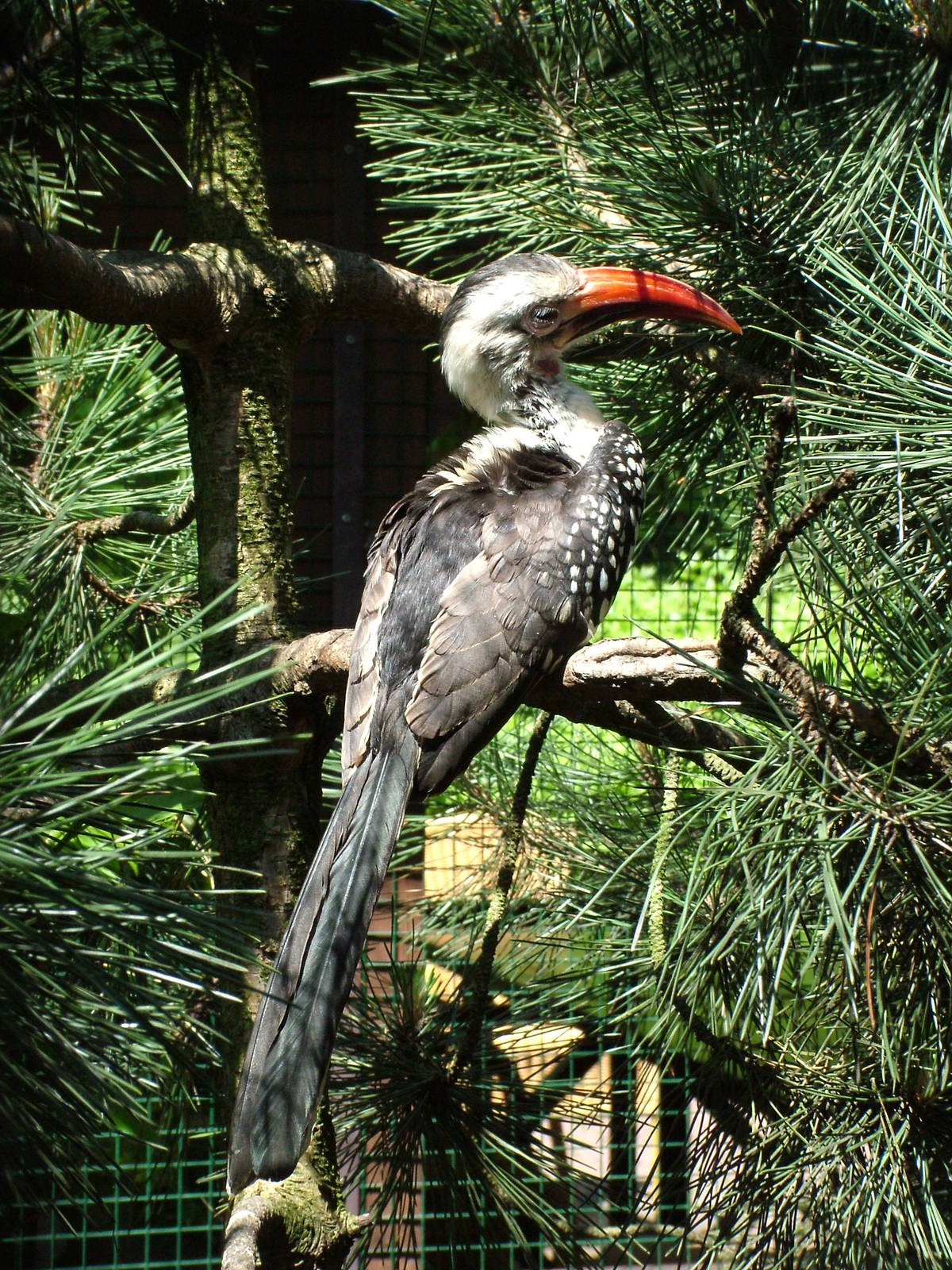 Red-billed Hornbill at Zlin, 28/05/10