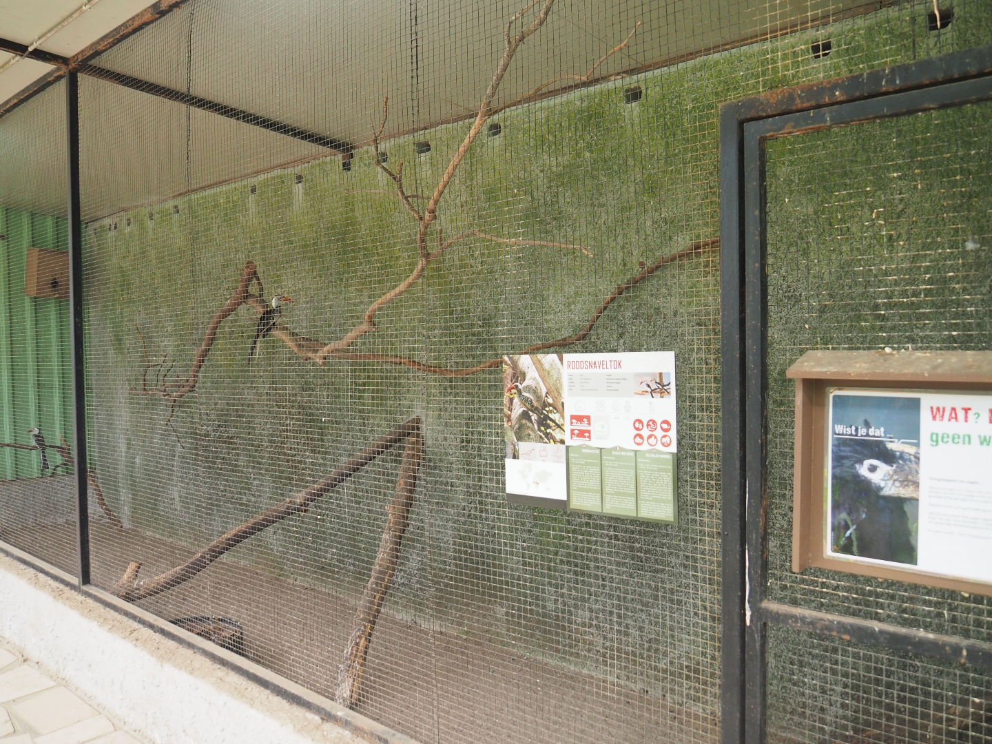 Red-billed hornbill aviary, 2019-08-04