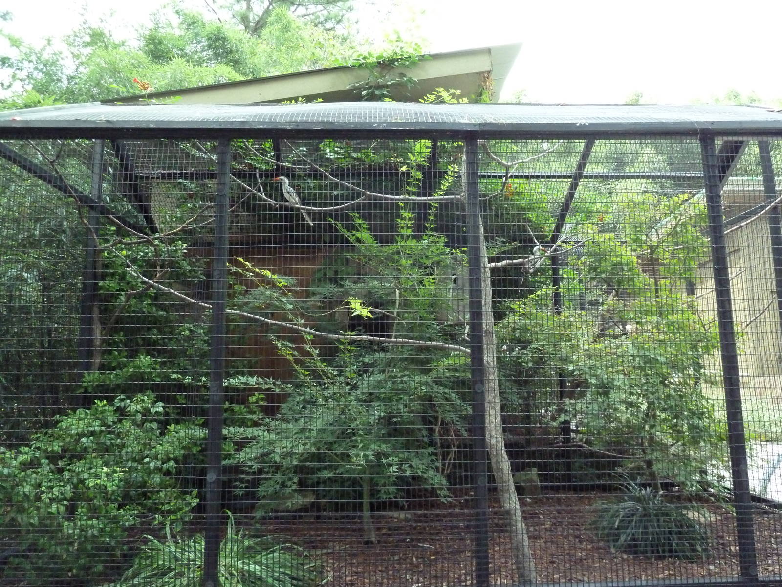 Red-Billed Hornbill Exhibit