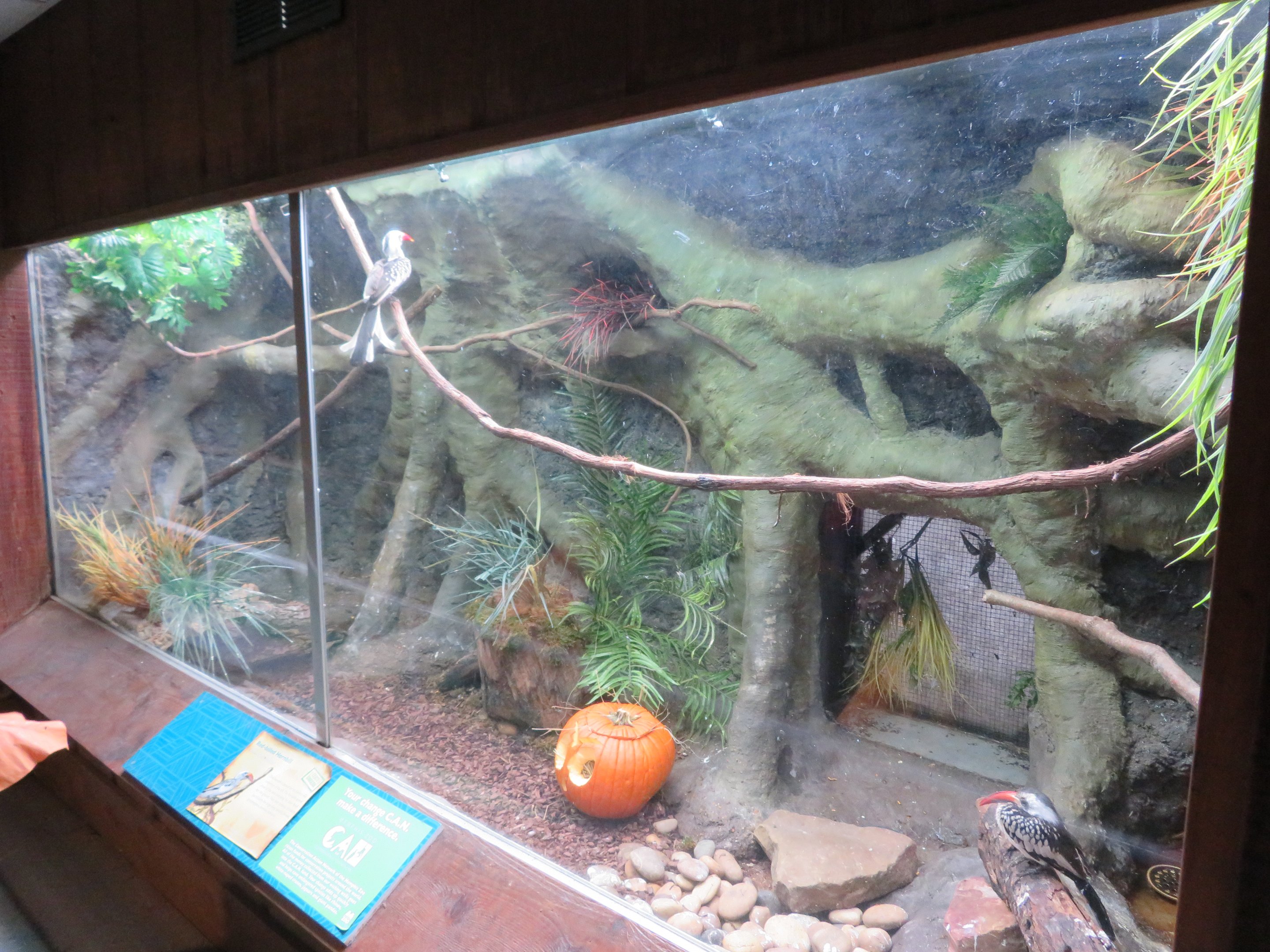 Red-billed Hornbill Exhibit