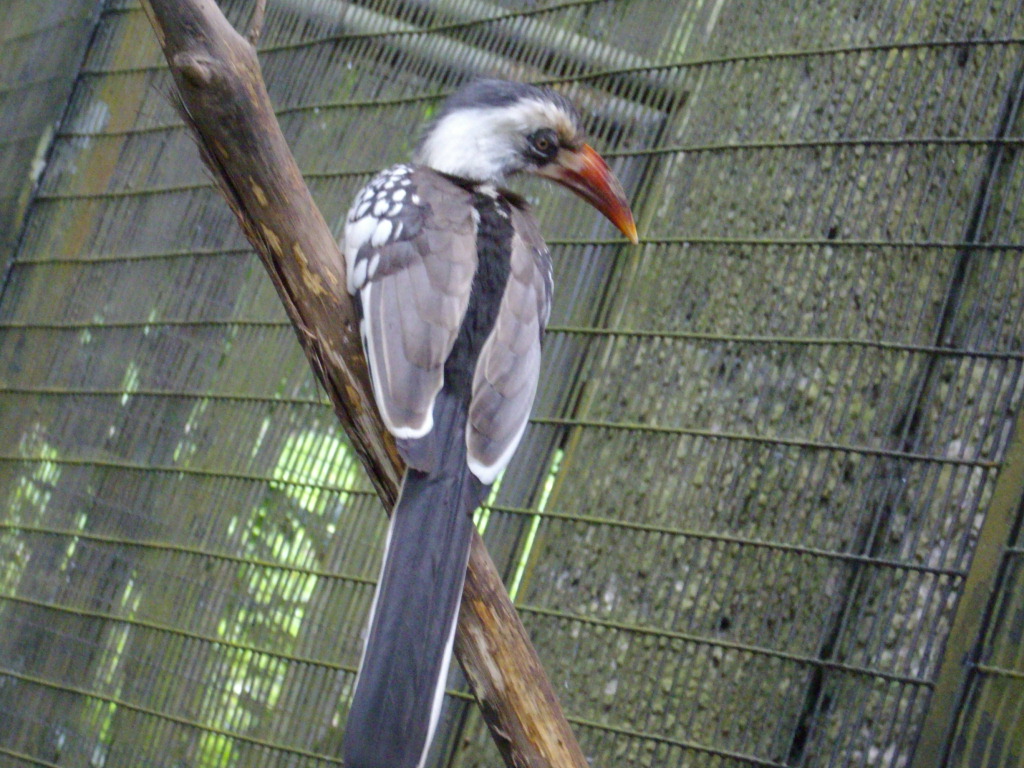 Red-billed Hornbill, Jurong BirdPark