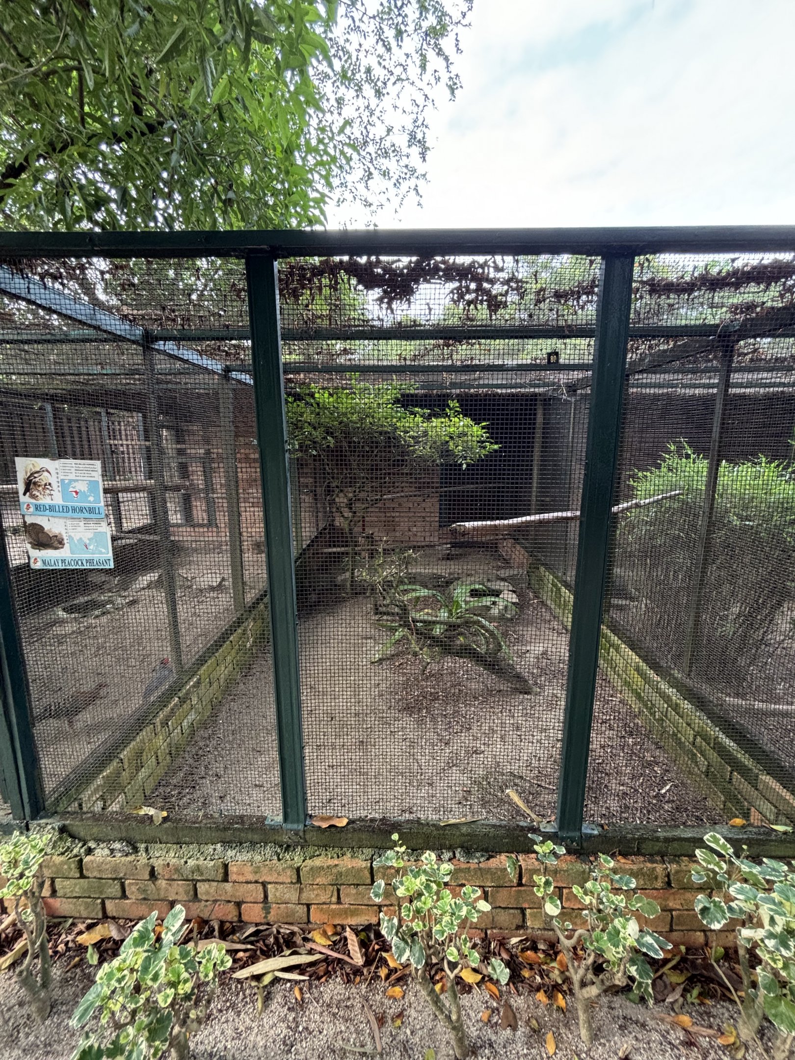 Red-billed Hornbill + Malay Peacock Pheasant Aviary