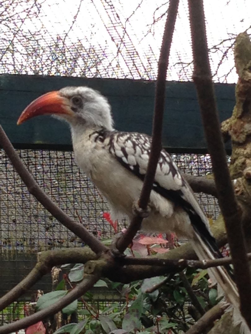 Red-Billed Hornbill (Northern?)