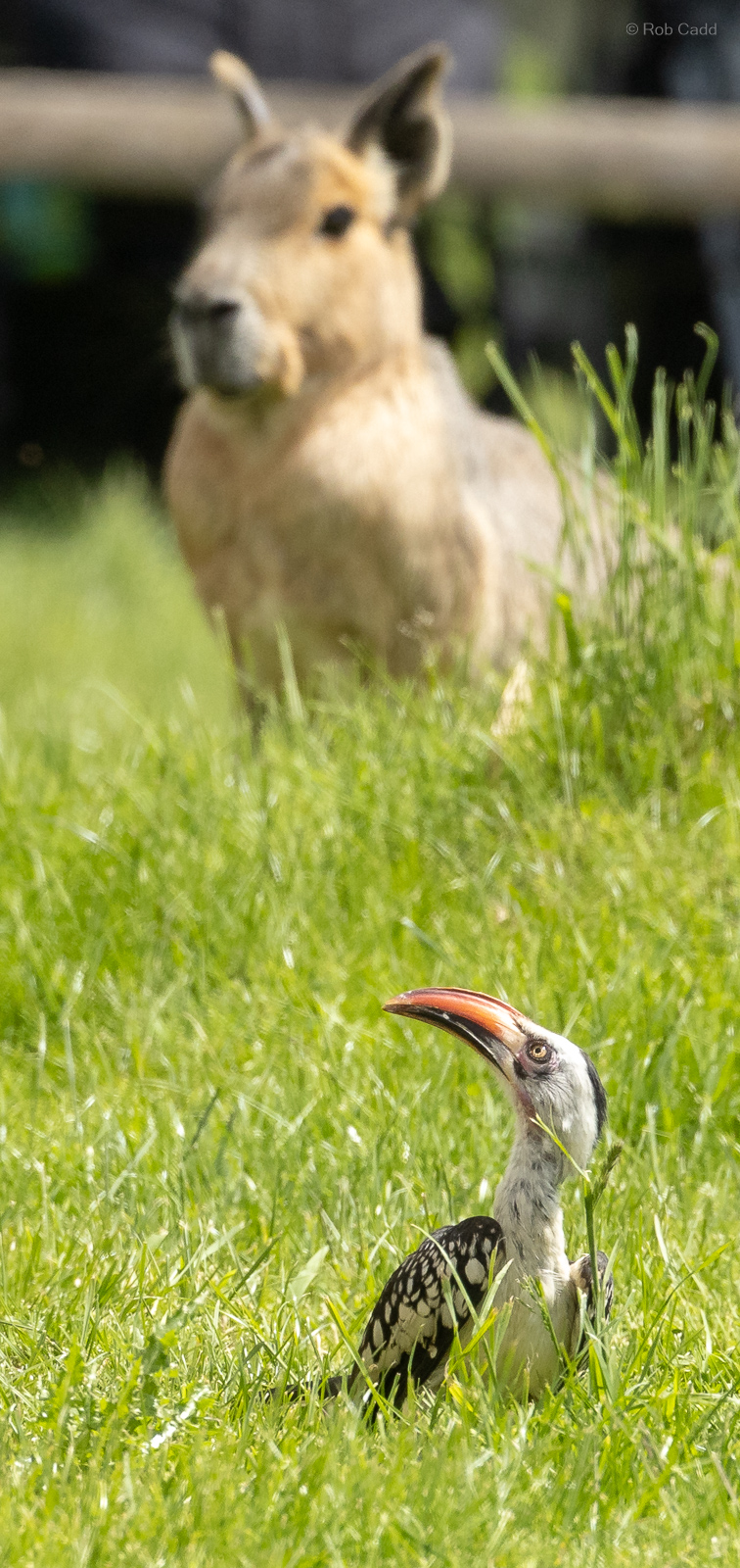 Red-billed hornbill; Patagonian mara : Whipsnade : 27 May 2024