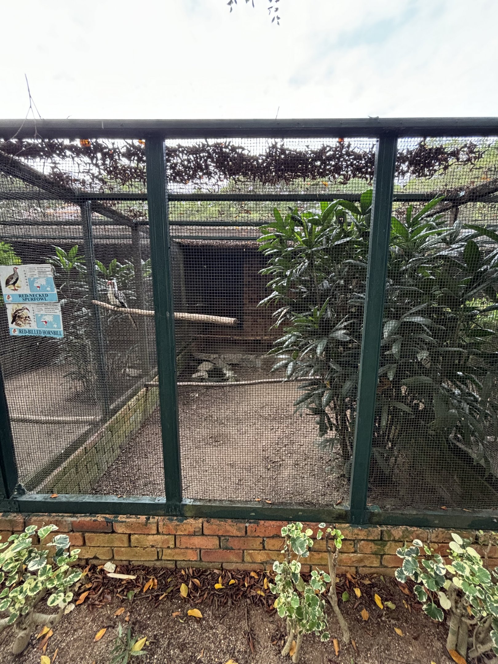 Red-billed Hornbill + Red-necked Spurfowl Aviary