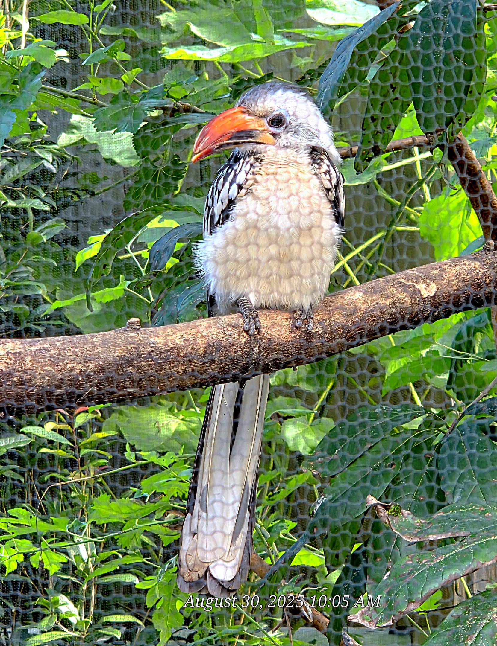 Red-Billed Hornbill-Riverbanks Zoo