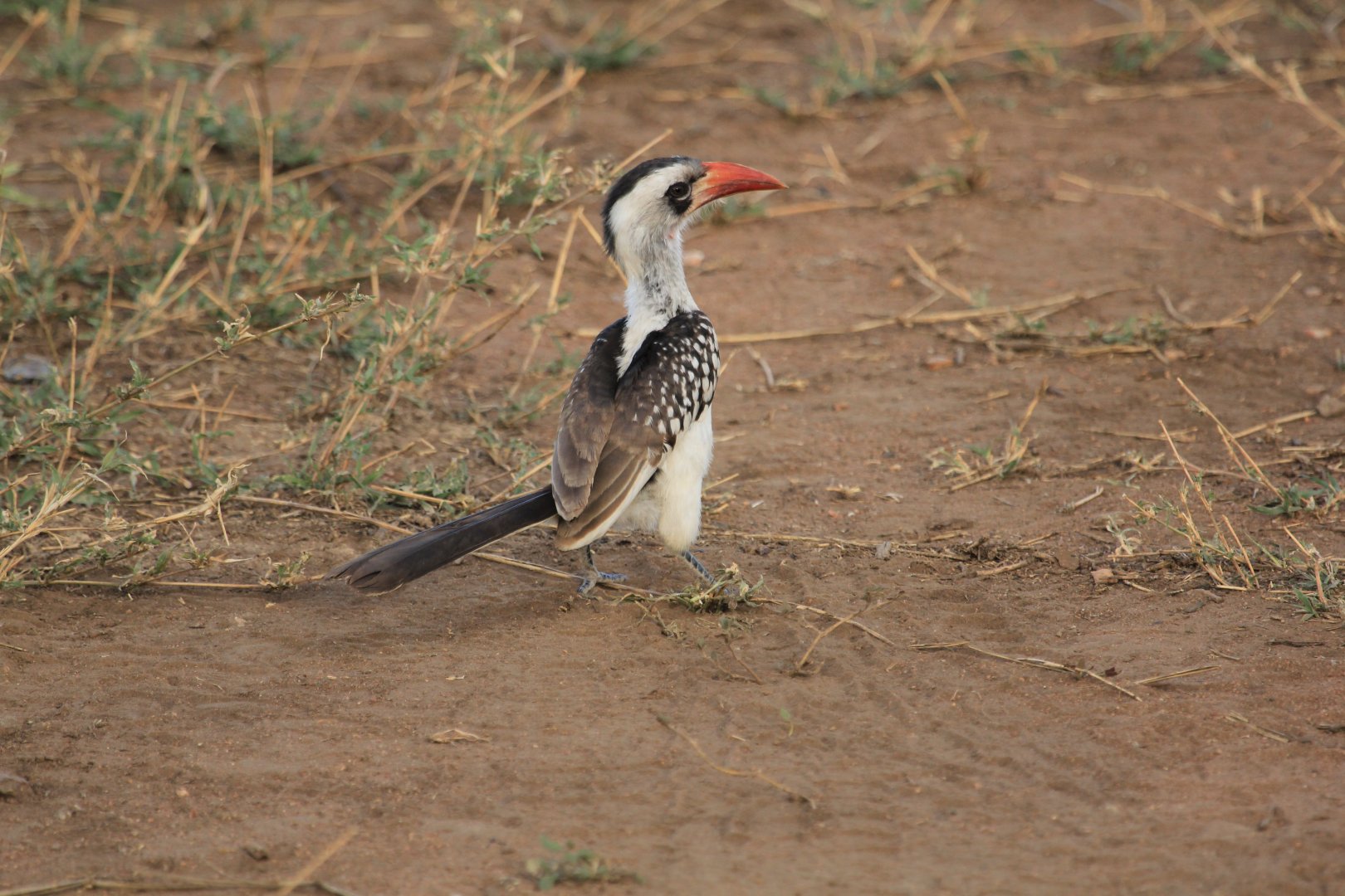 Red-billed hornbill - Serengeti (September 2018)