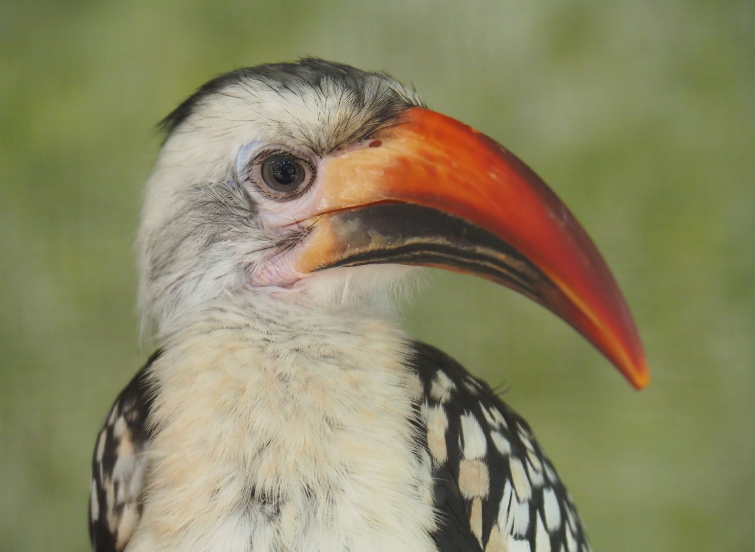 Red-billed hornbill (Tockus erythrorhynchus), 2019-08-04