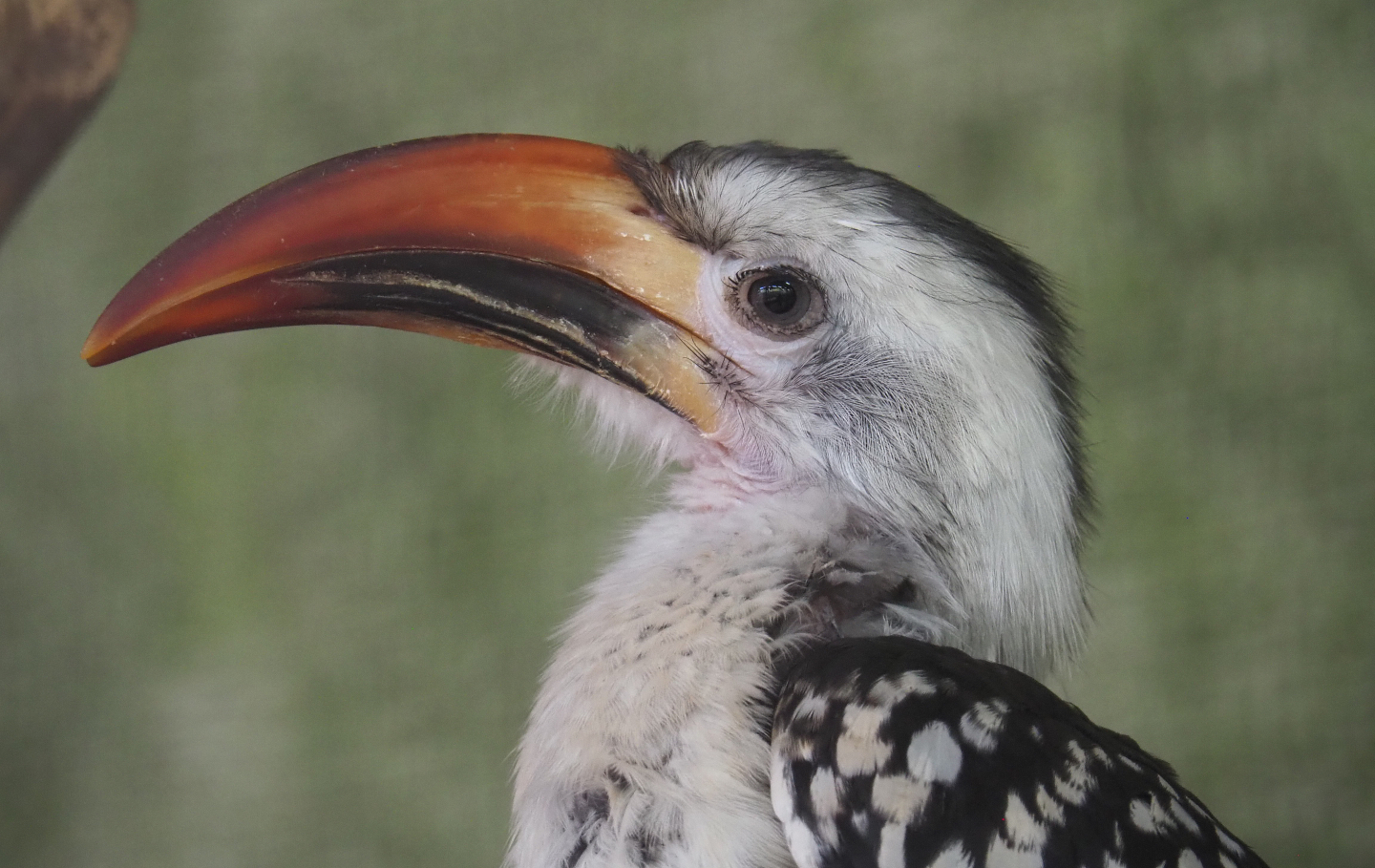 Red-billed hornbill (Tockus erythrorhynchus), 2020-06-20