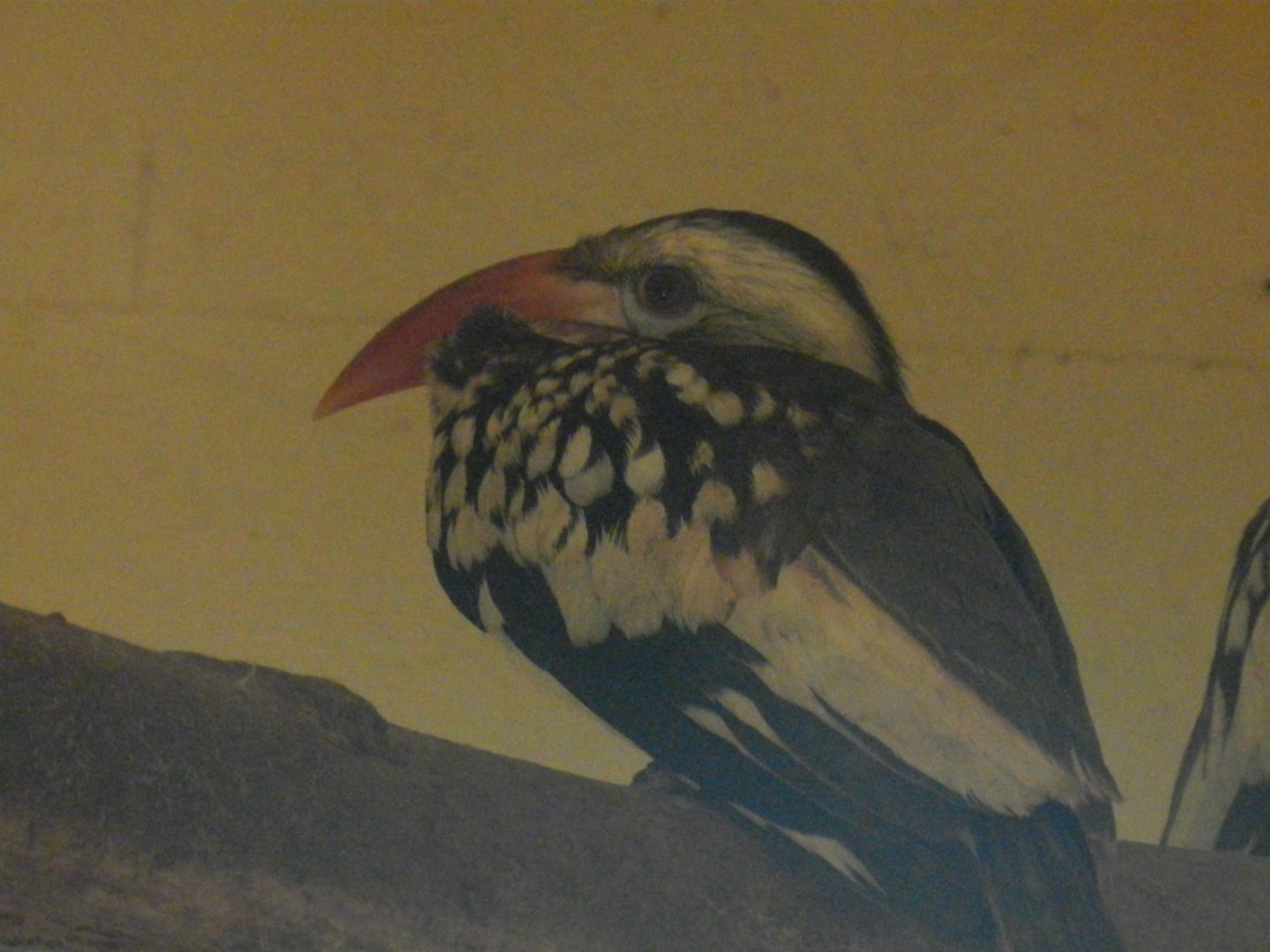 Red-Billed Hornbill (Tockus erythrorhynchus) at Ventura Wildlife Park, England