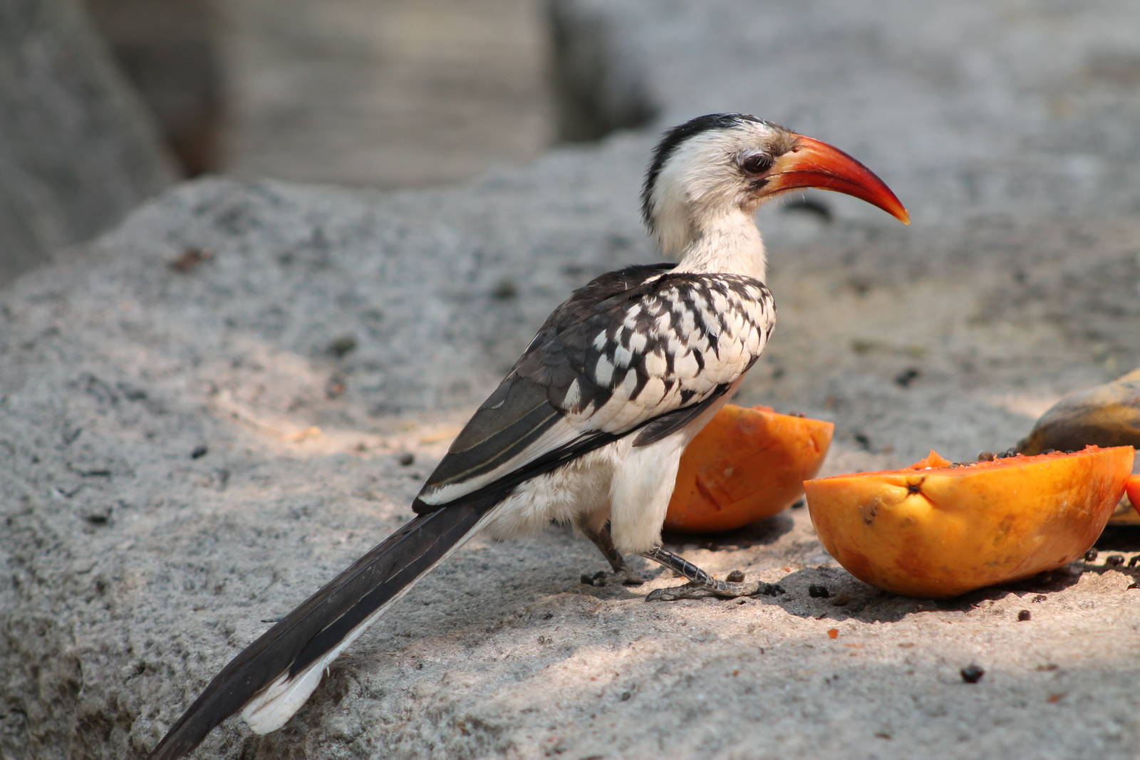 red-billed hornbill (Tockus erythrorhynchus)