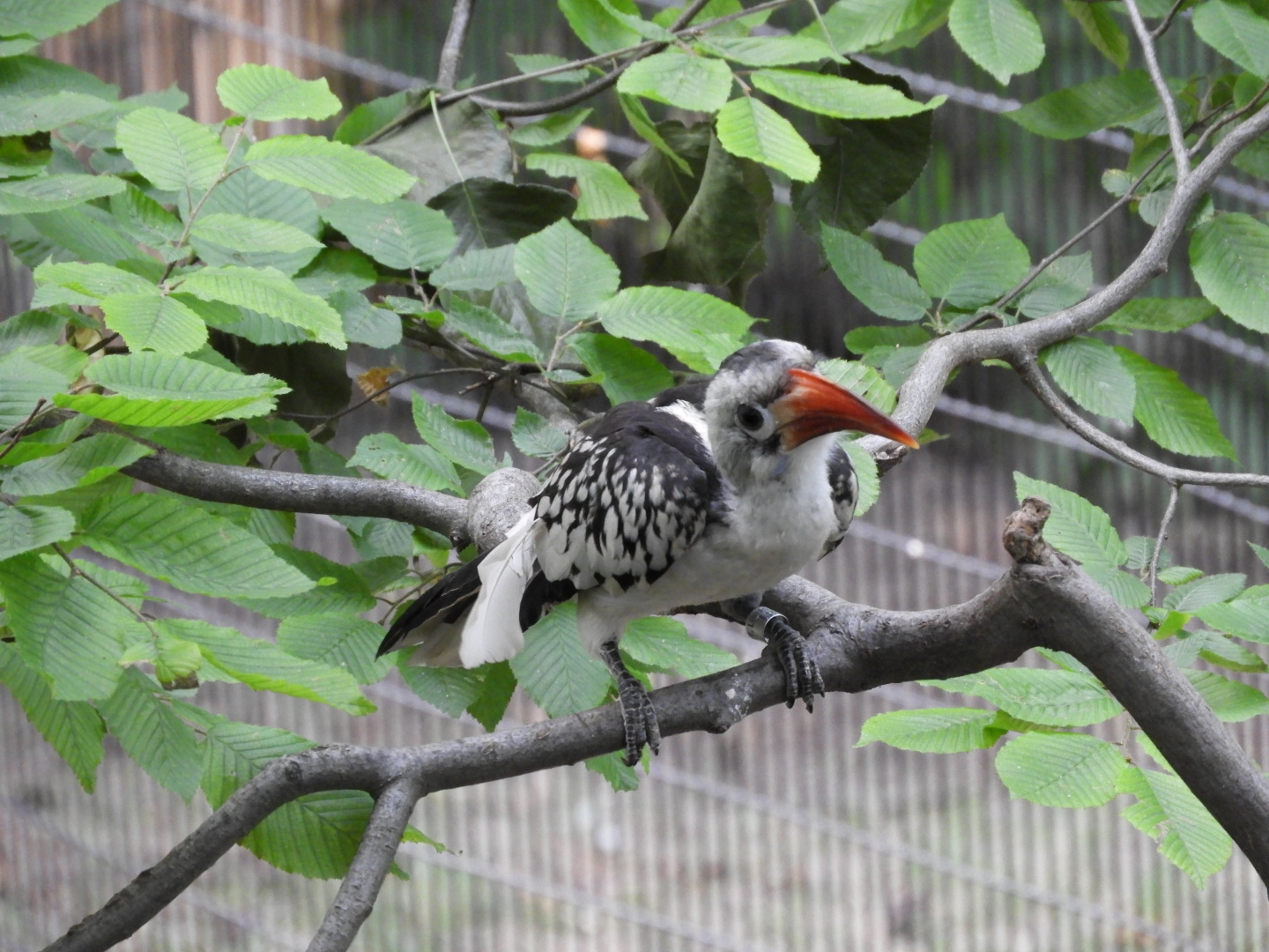Red-Billed Hornbill (Tockus erythrorhynchus)