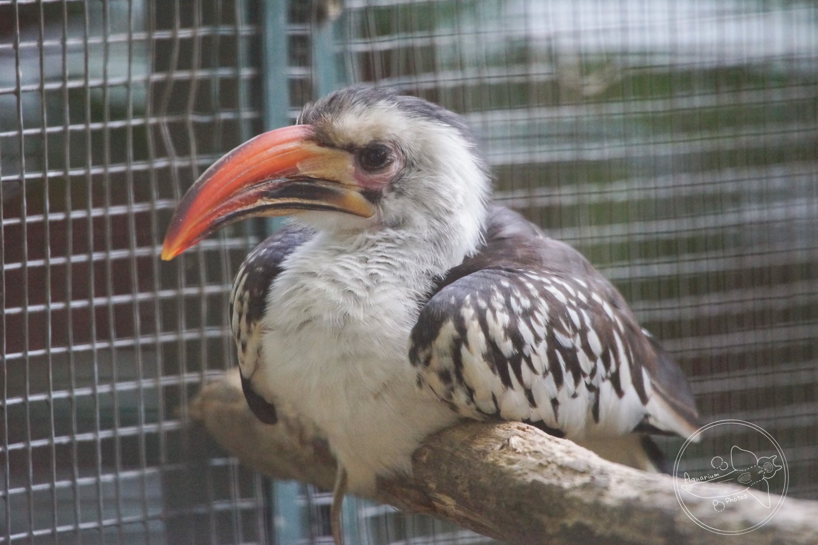 Red-billed Hornbill (Tockus sp.)