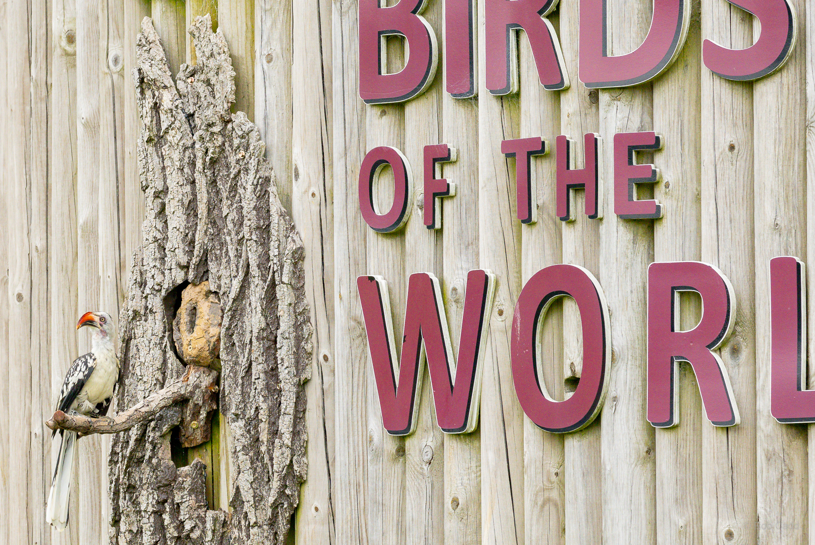 Red-billed hornbill : Whipsnade : 24 May 2024