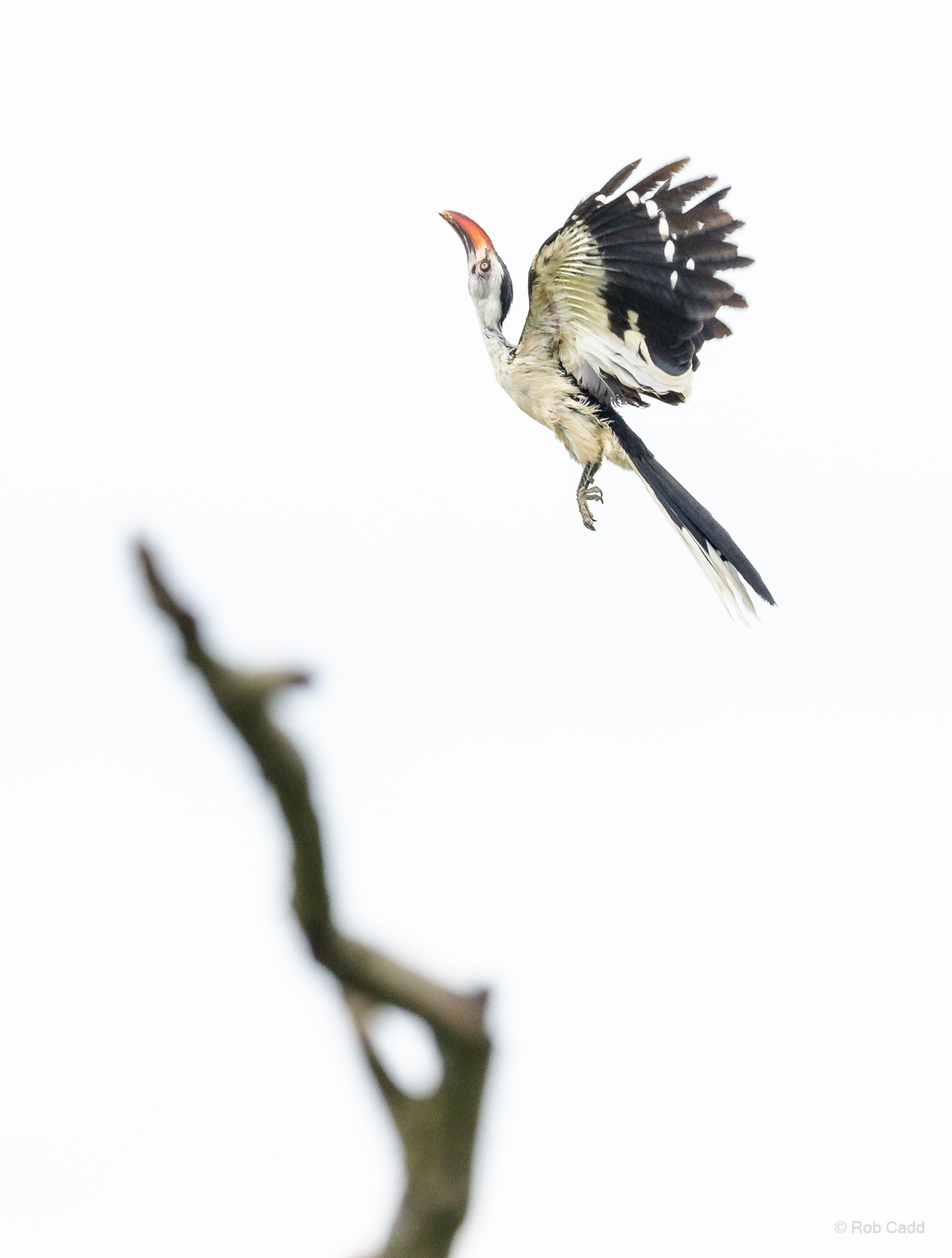Red-billed hornbill : Whipsnade : 24 May 2024