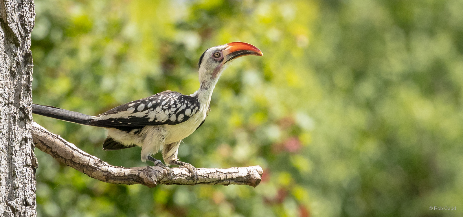 Red-billed hornbill : Whipsnade : 27 May 2024
