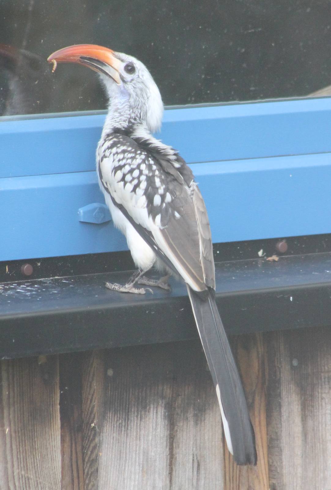 Red-billed hornbill with prey