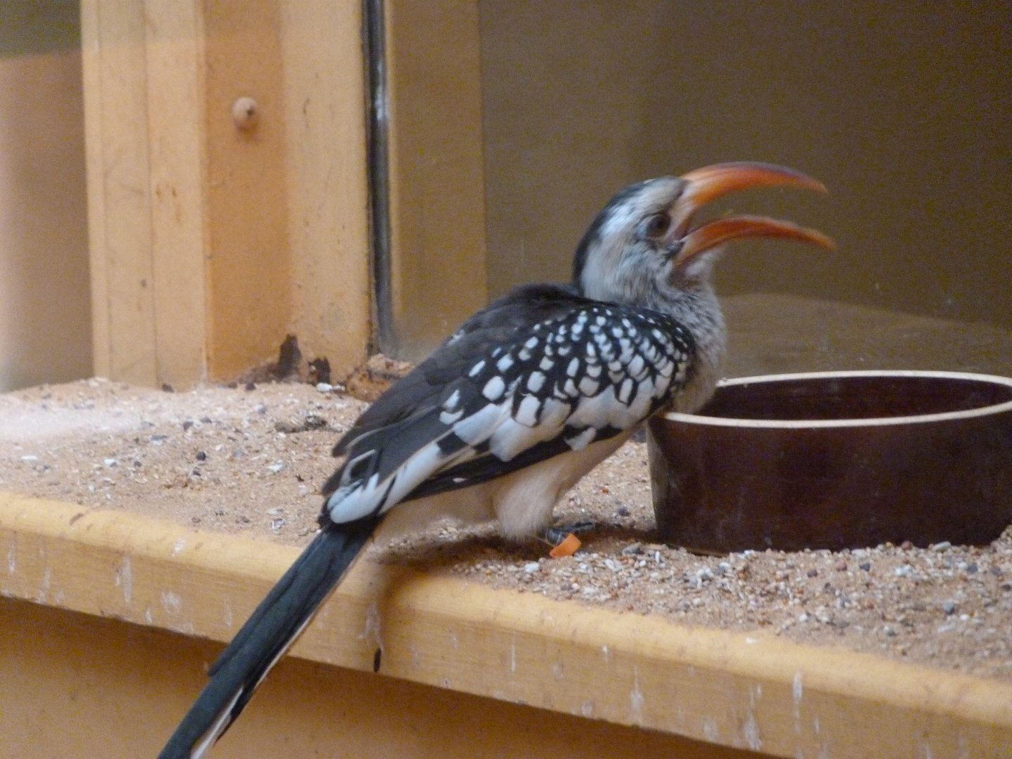 Red-billed hornbill -Zoo Plzeň (2025)