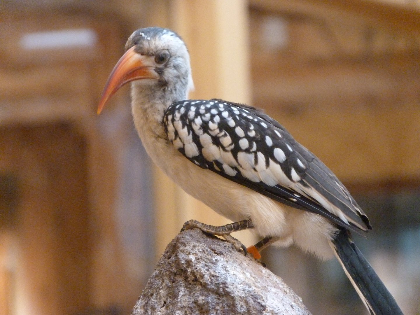 Red-billed hornbill -Zoo Plzeň (2025)