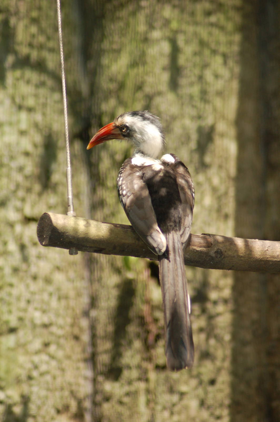 Red billed Hornbill
