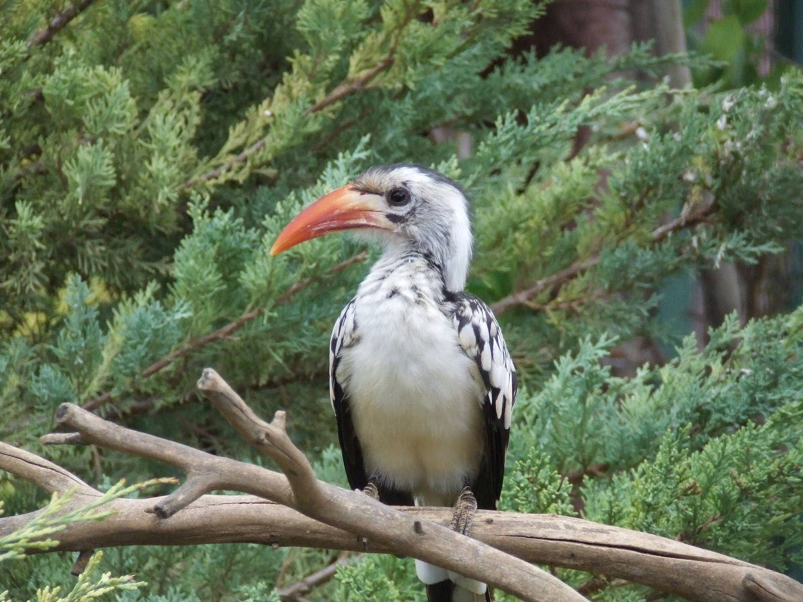 Red billed hornbill