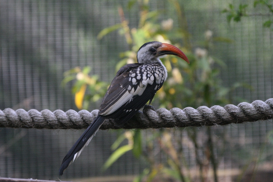 Red-billed Hornbill