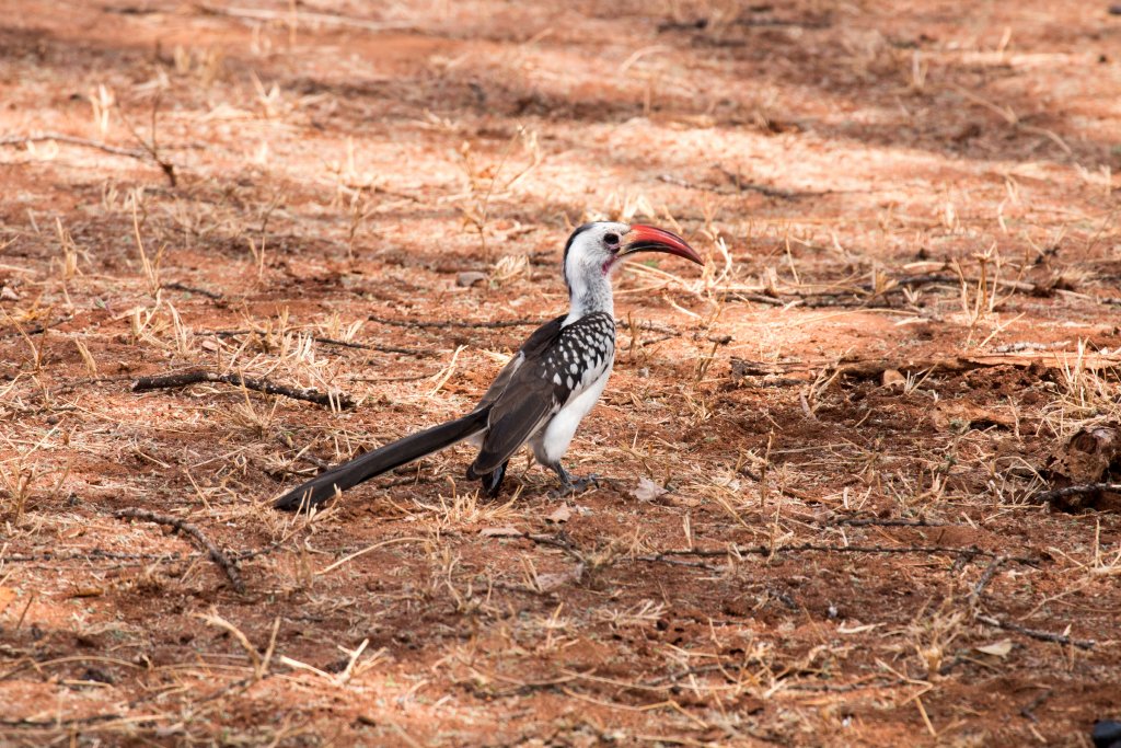 Red-billed Hornbill