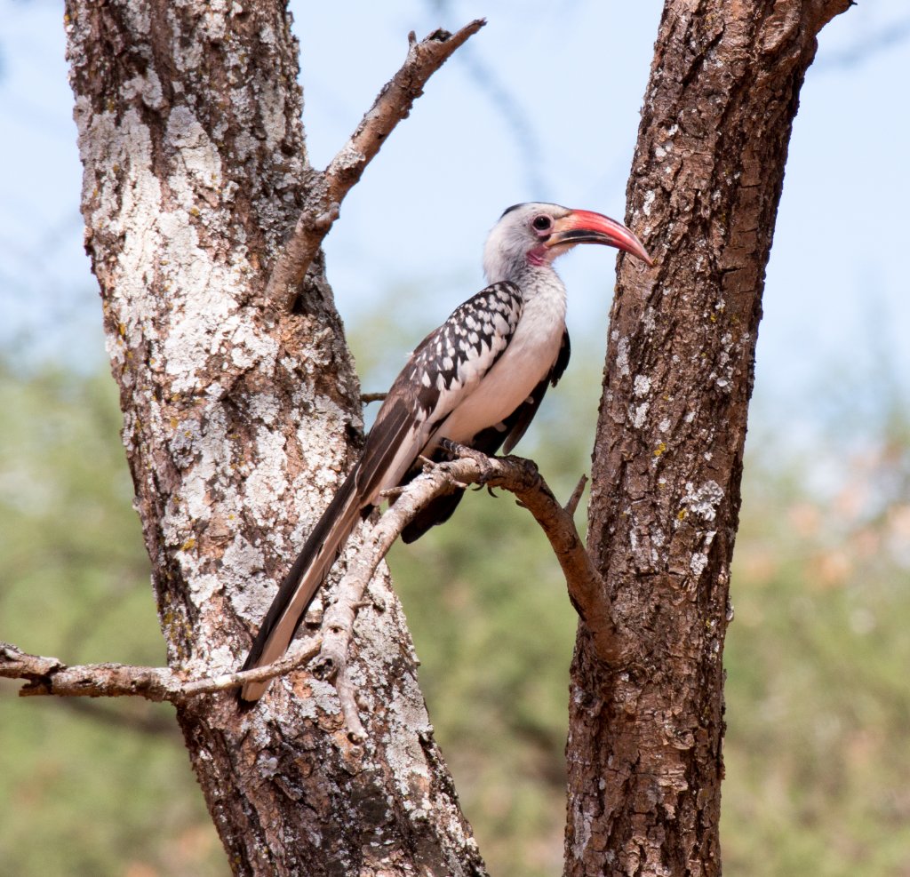 Red-billed Hornbill