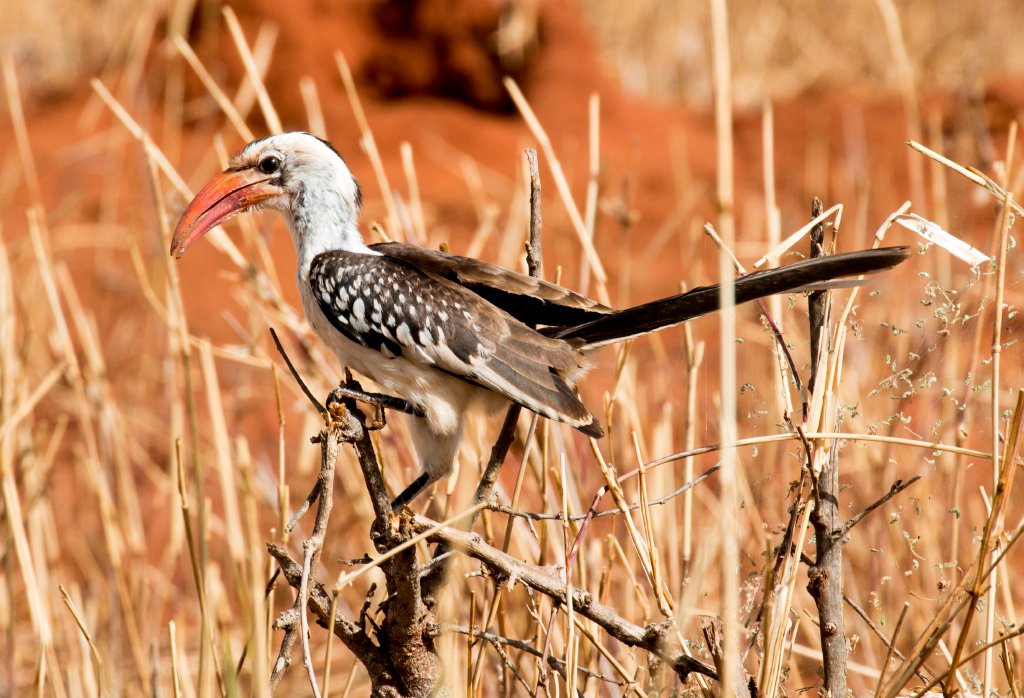 Red-billed Hornbill