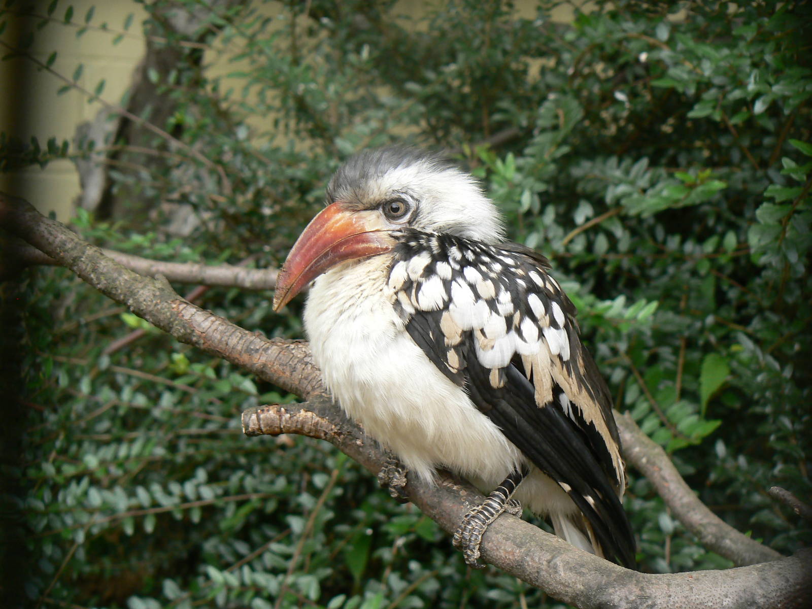 Red-billed Hornbill?