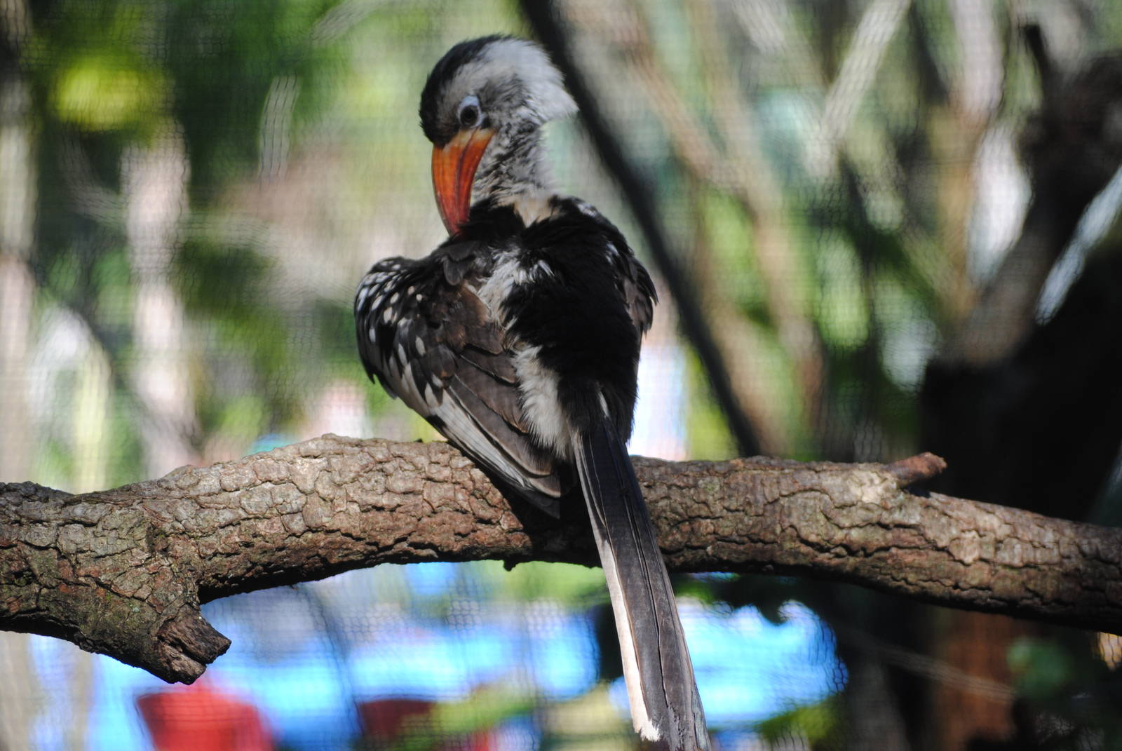 Red-Billed Hornbill