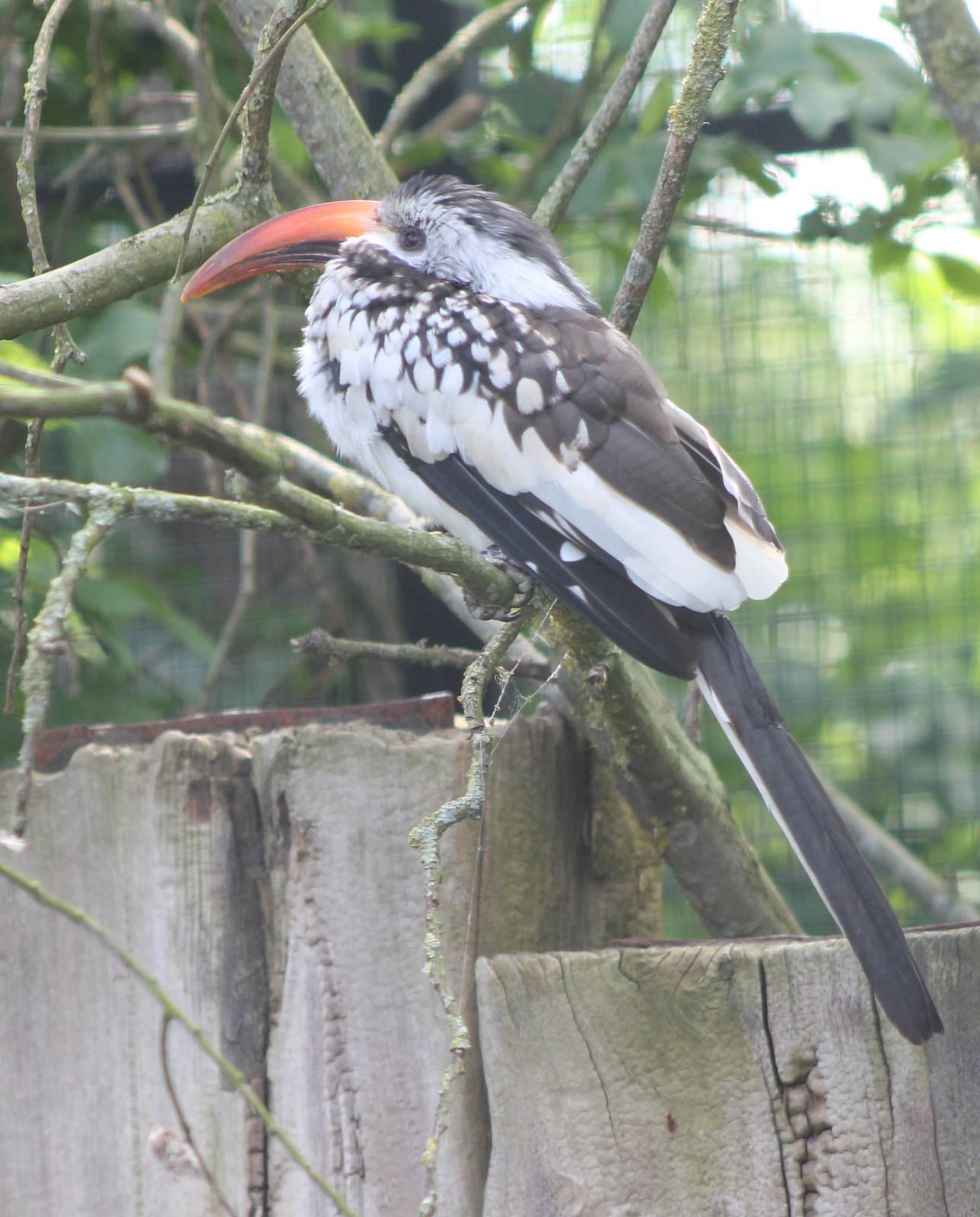 Red-billed hornbill