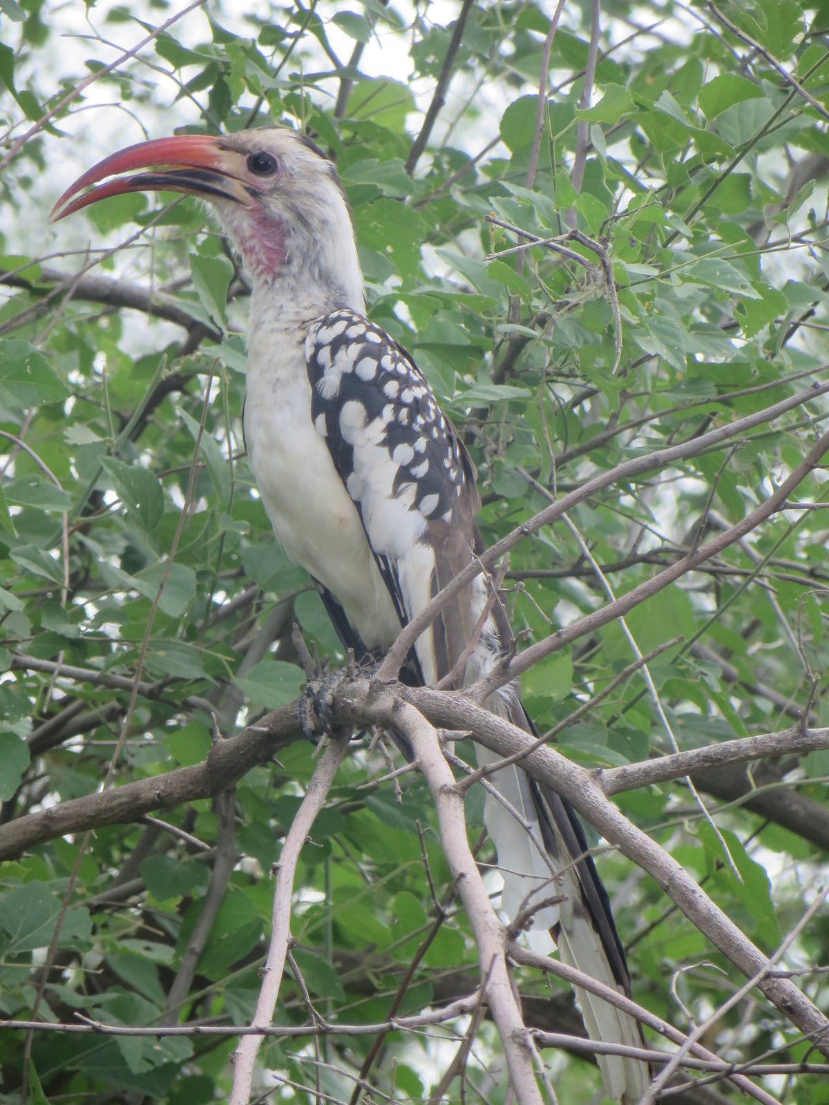 Red-billed hornbill