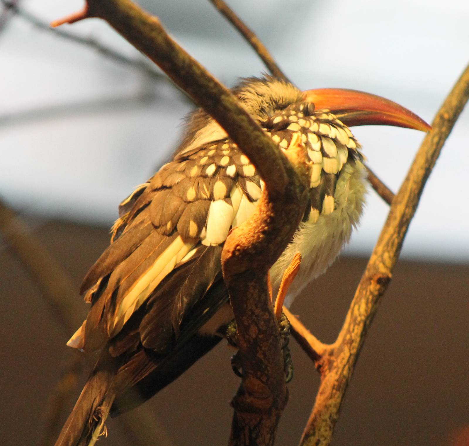Red-billed hornbill