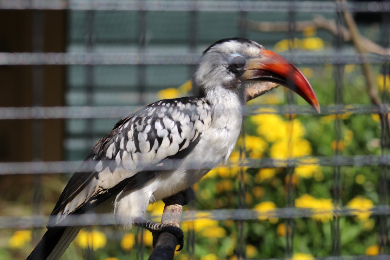 red-billed hornbill