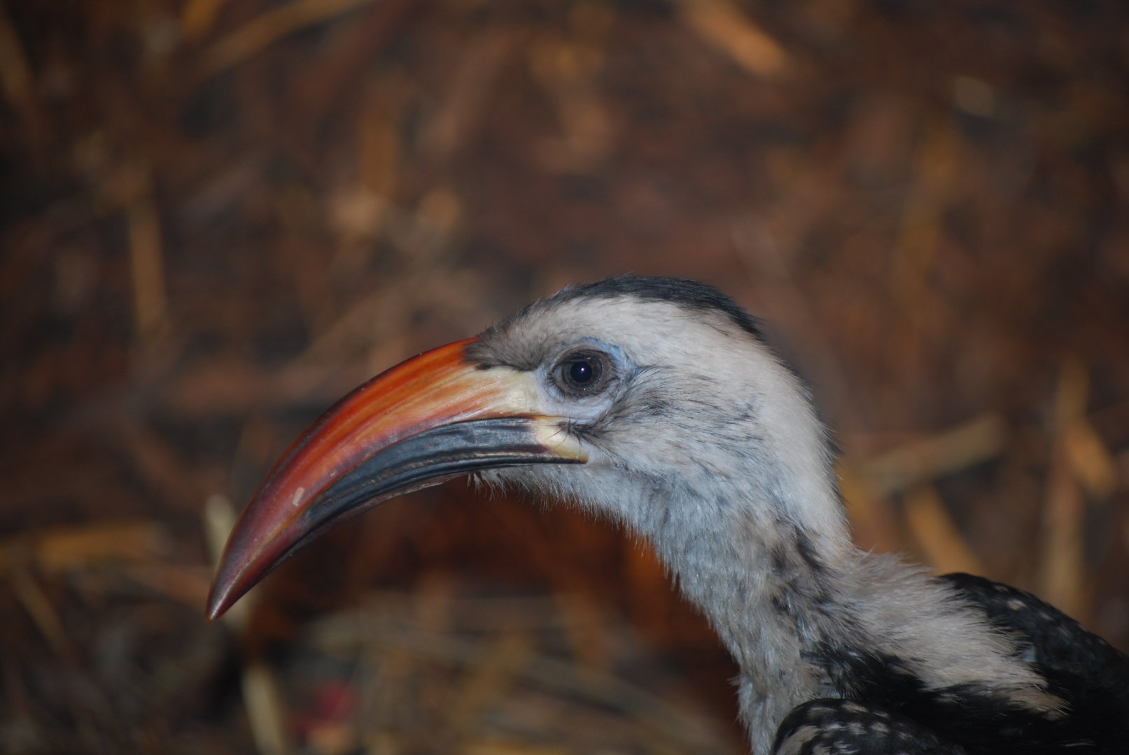 Red-Billed Hornbill
