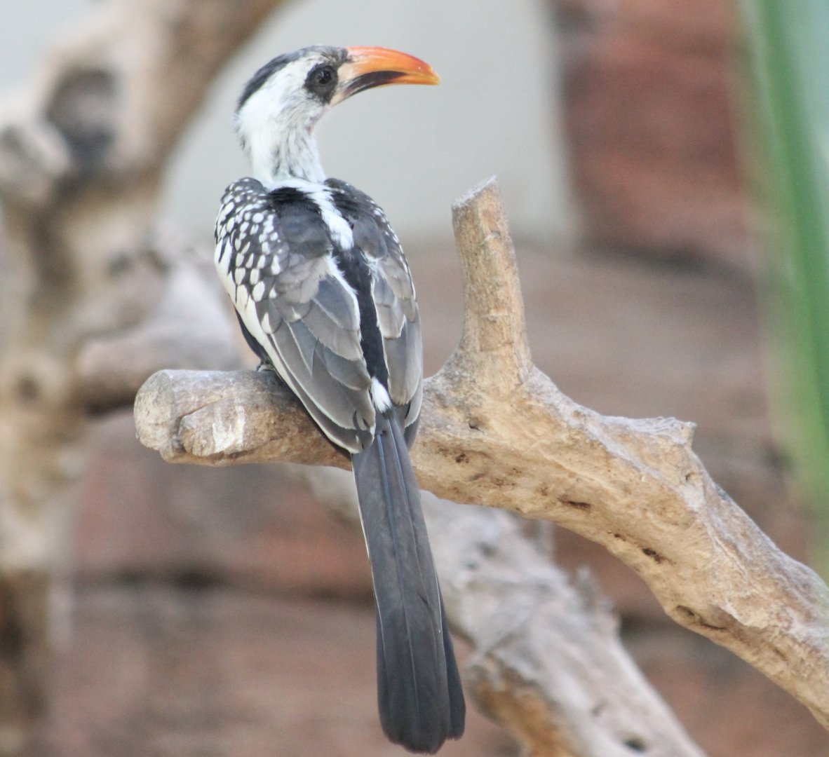 Red-billed hornbill