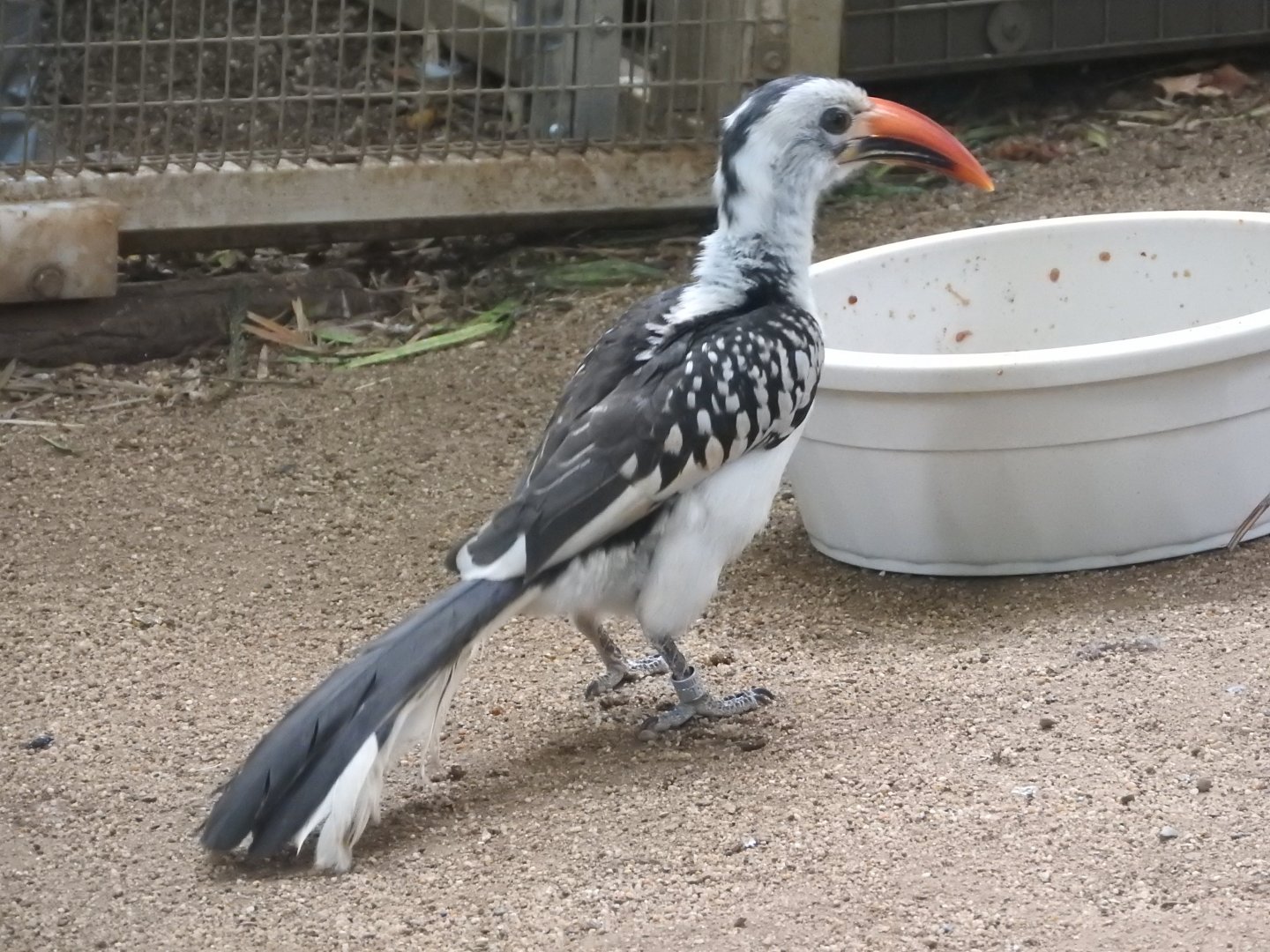 Red-billed Hornbill
