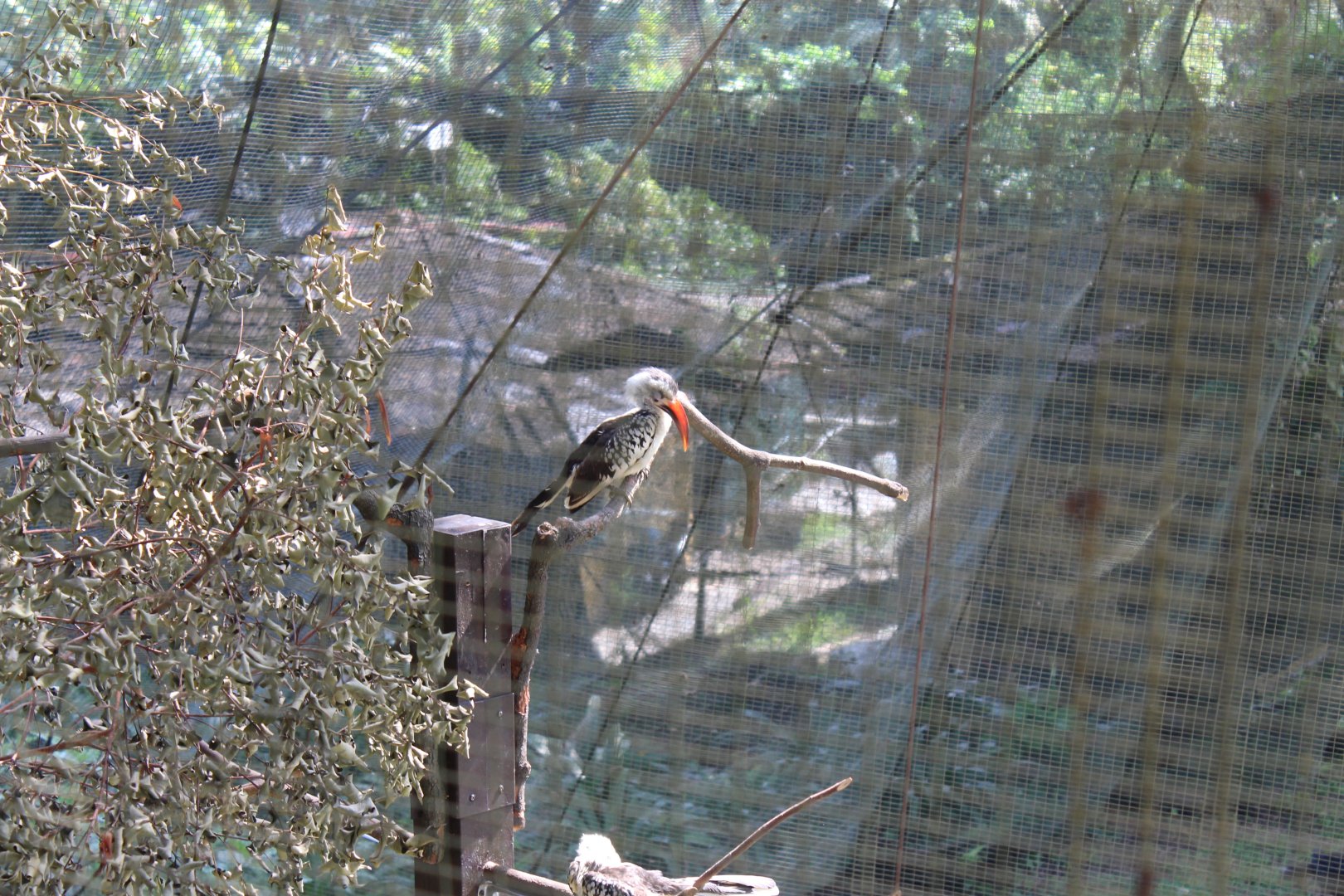 Red billed hornbill