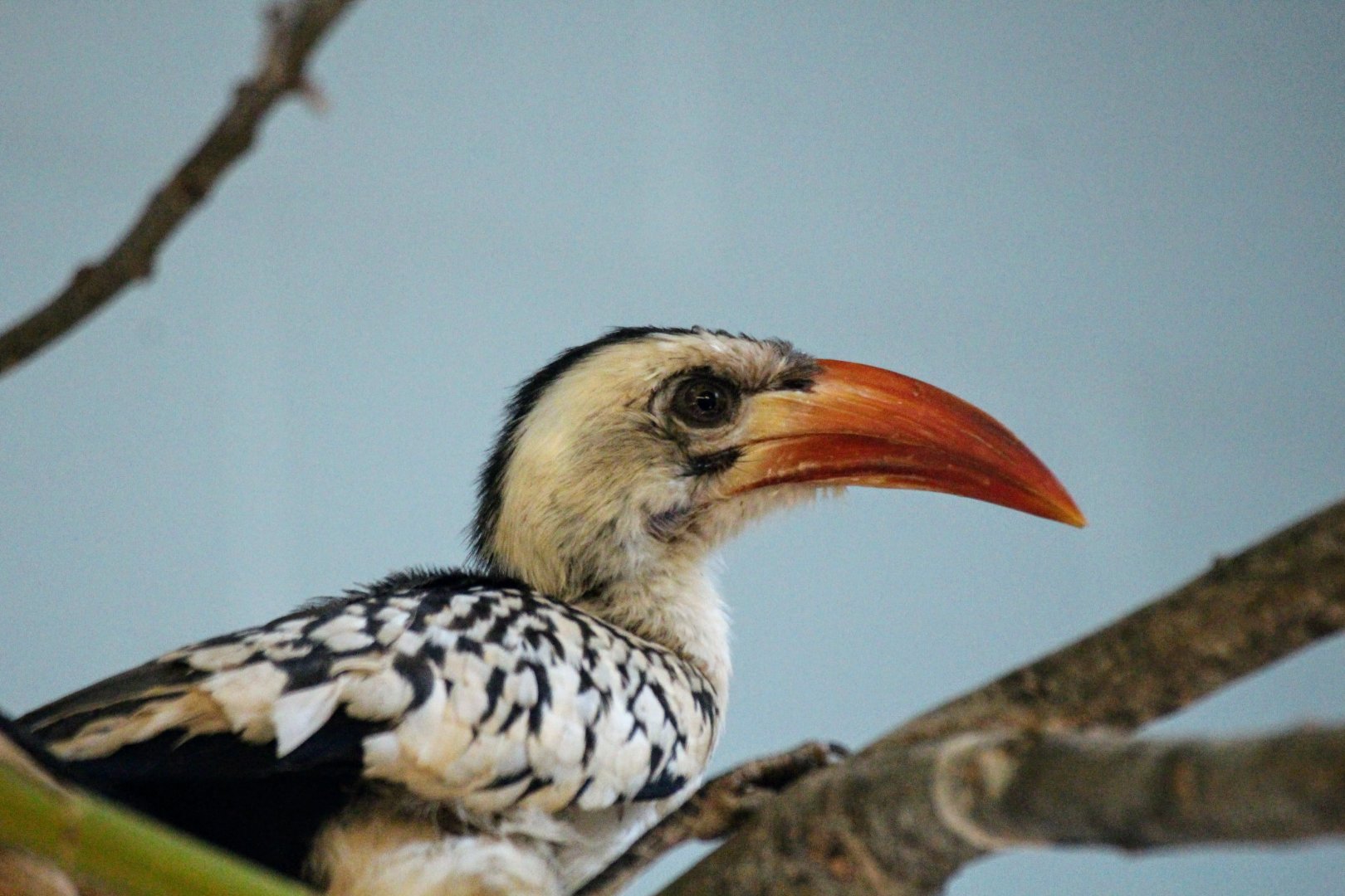 Red-billed Hornbill