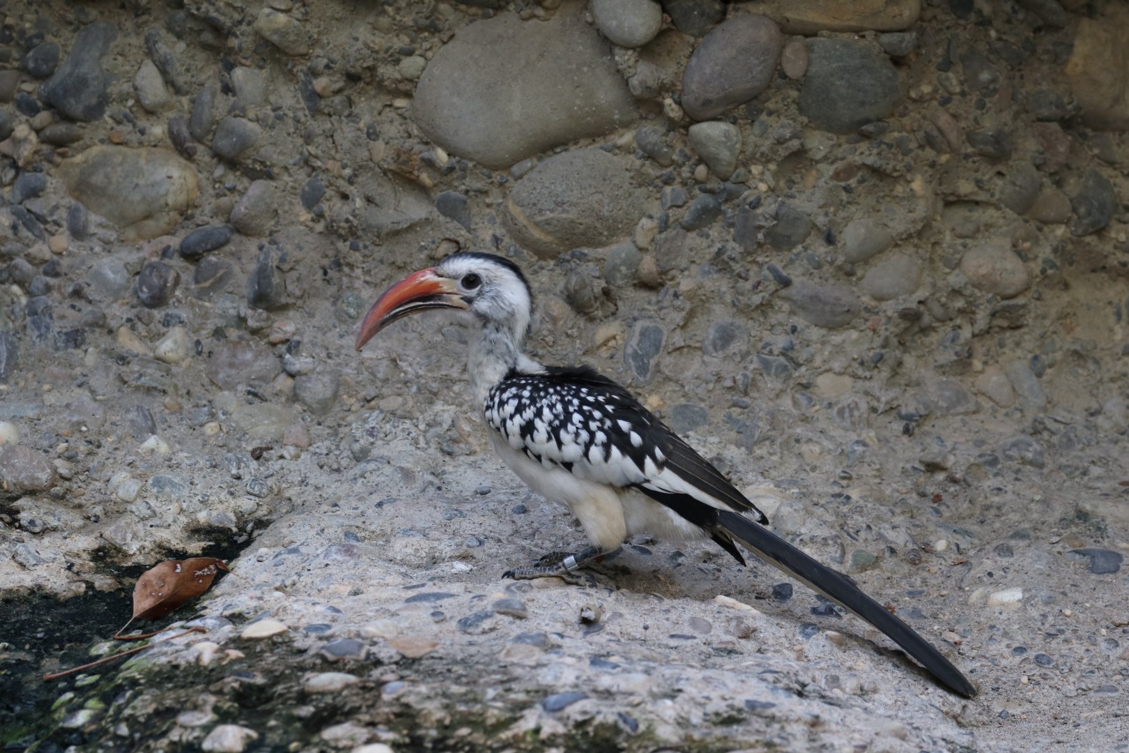 Red-billed hornbill