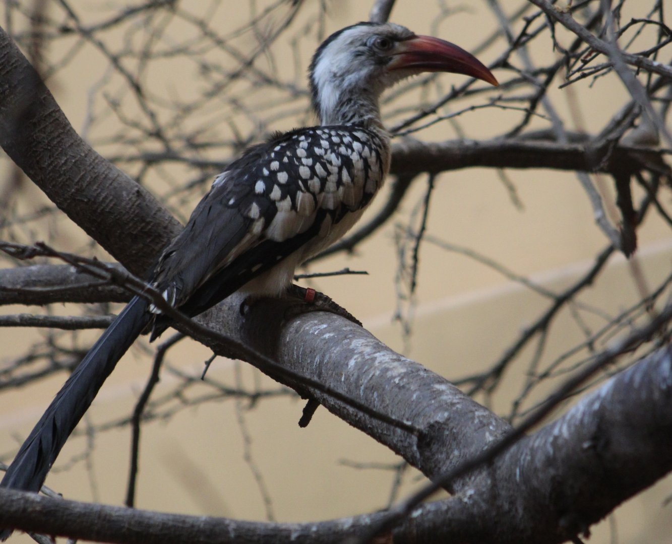 Red-billed hornbill