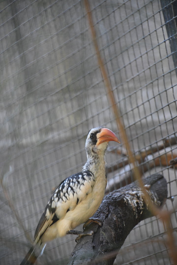 Red-billed Hornbill