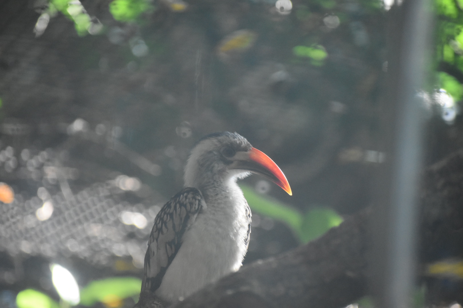 Red-billed hornbill