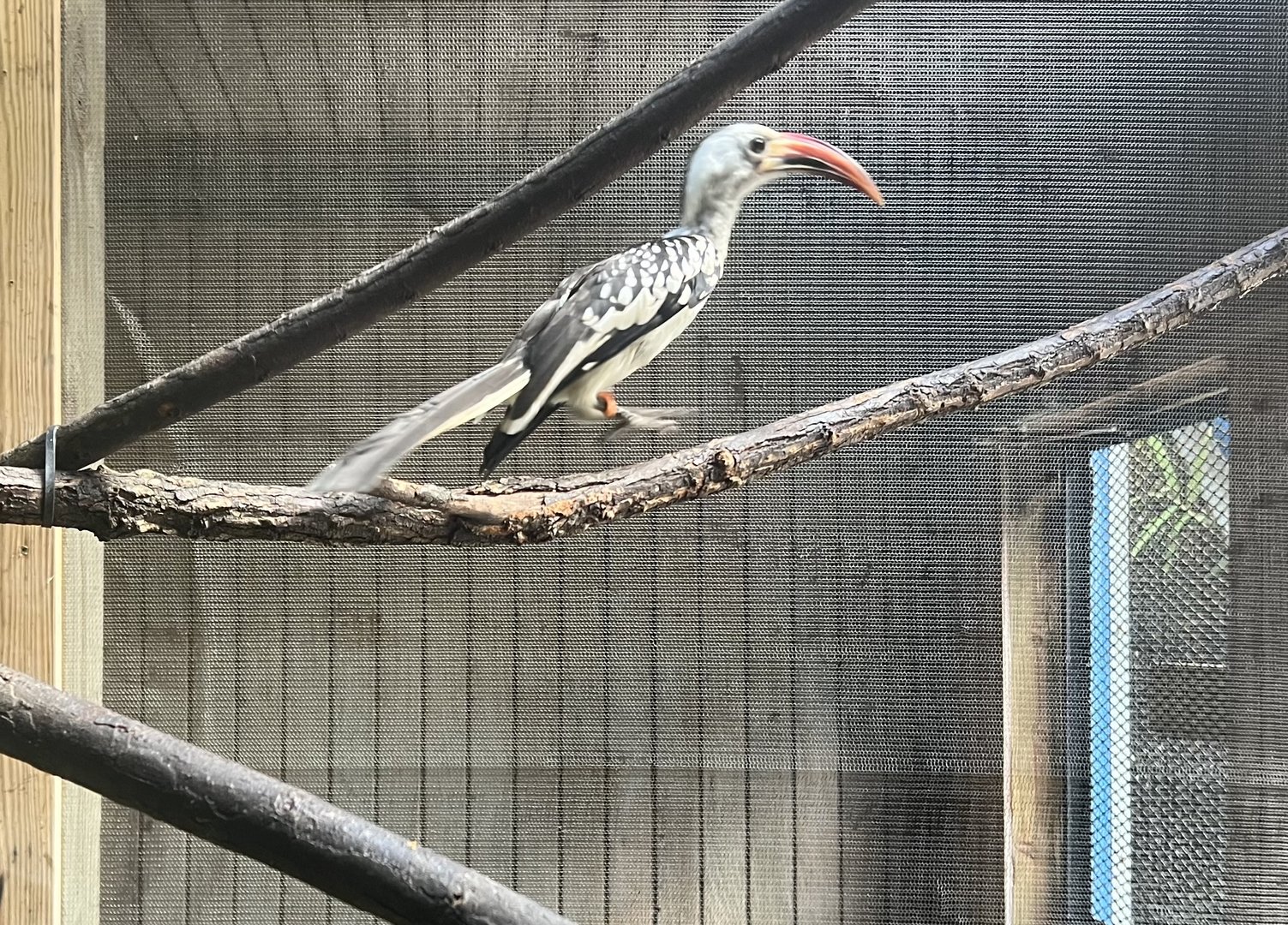 Red-billed Hornbill