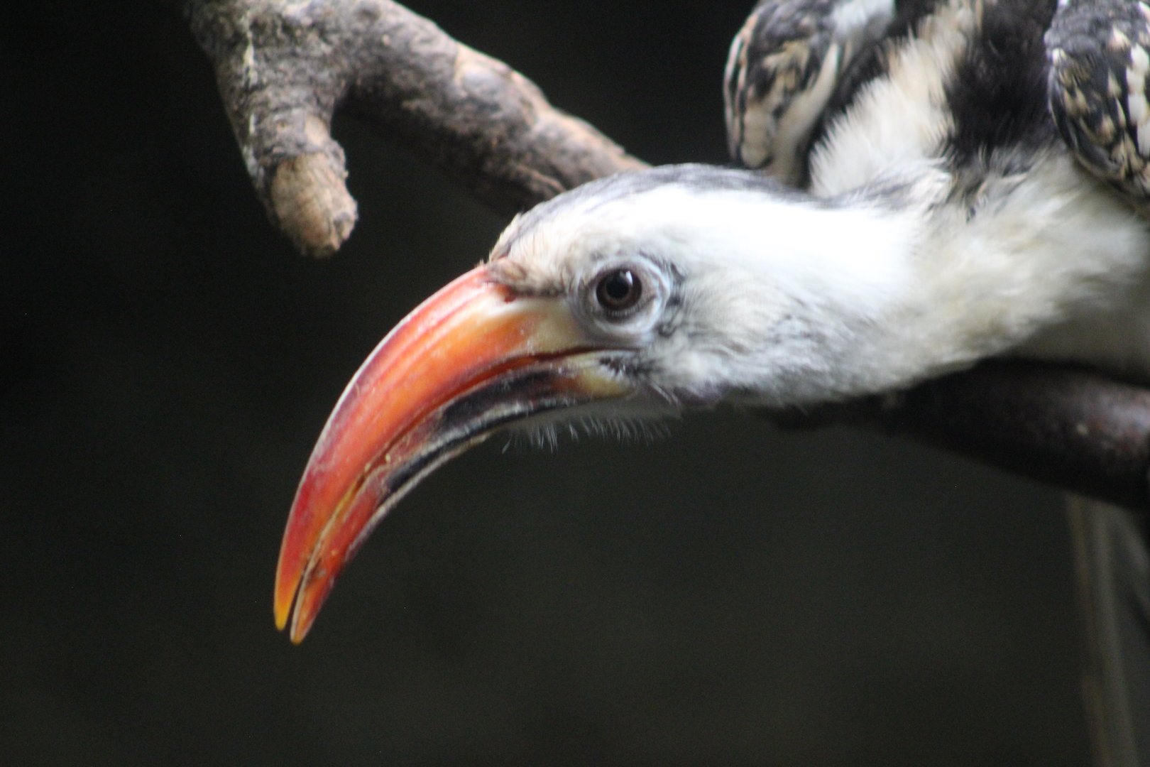 Red-billed hornbill