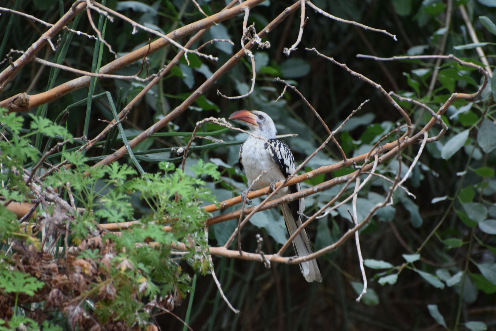Red-billed hornbill