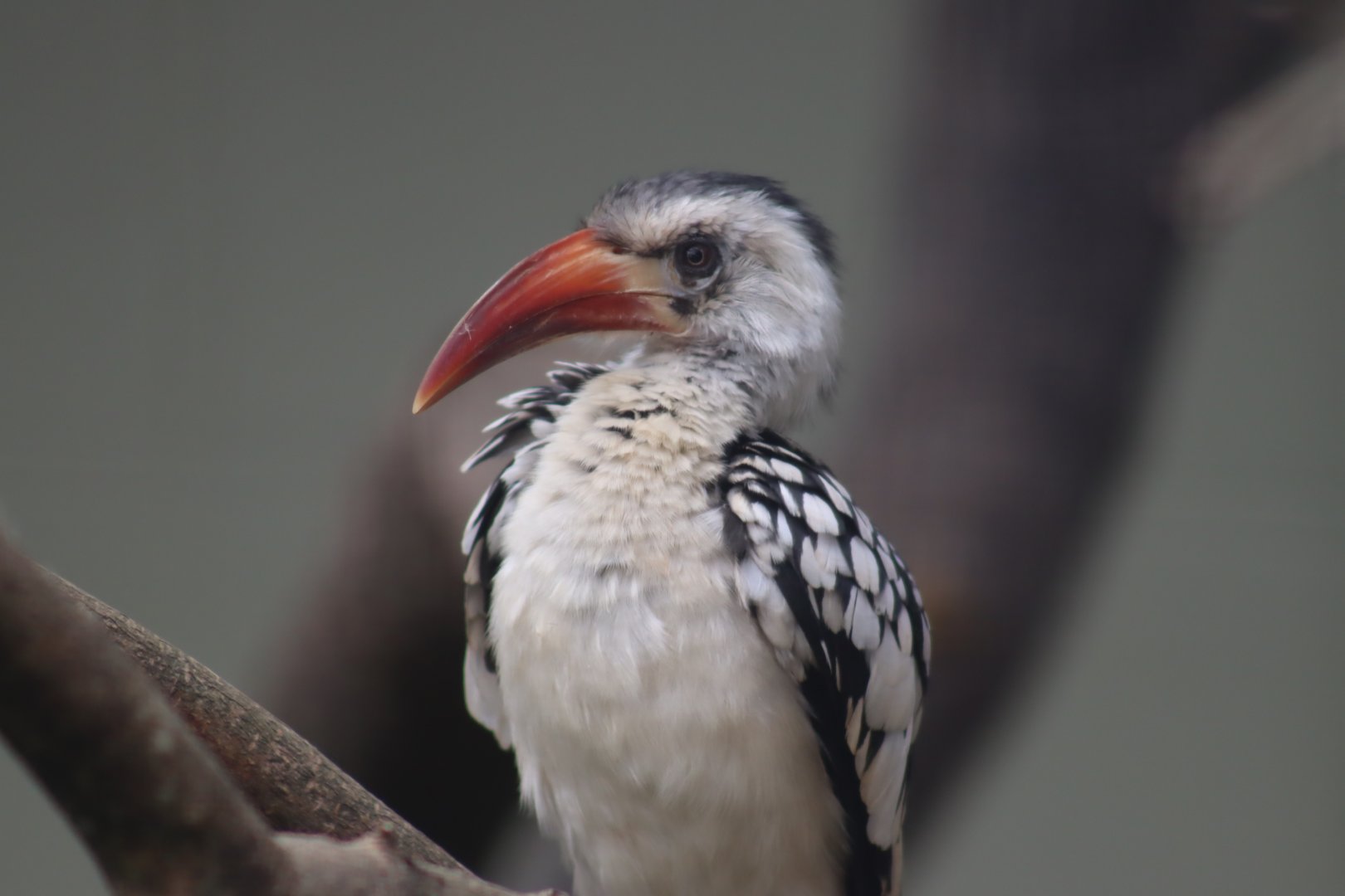 Red-billed Hornbill