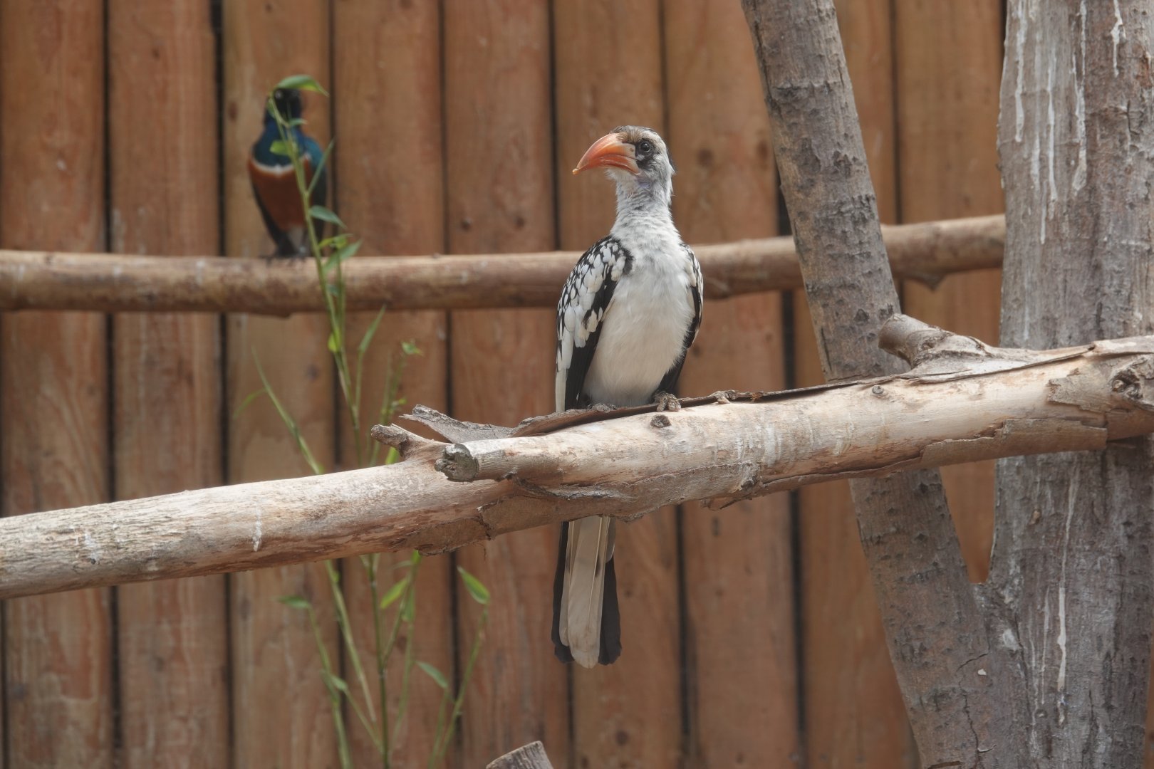 Red-billed hornbill